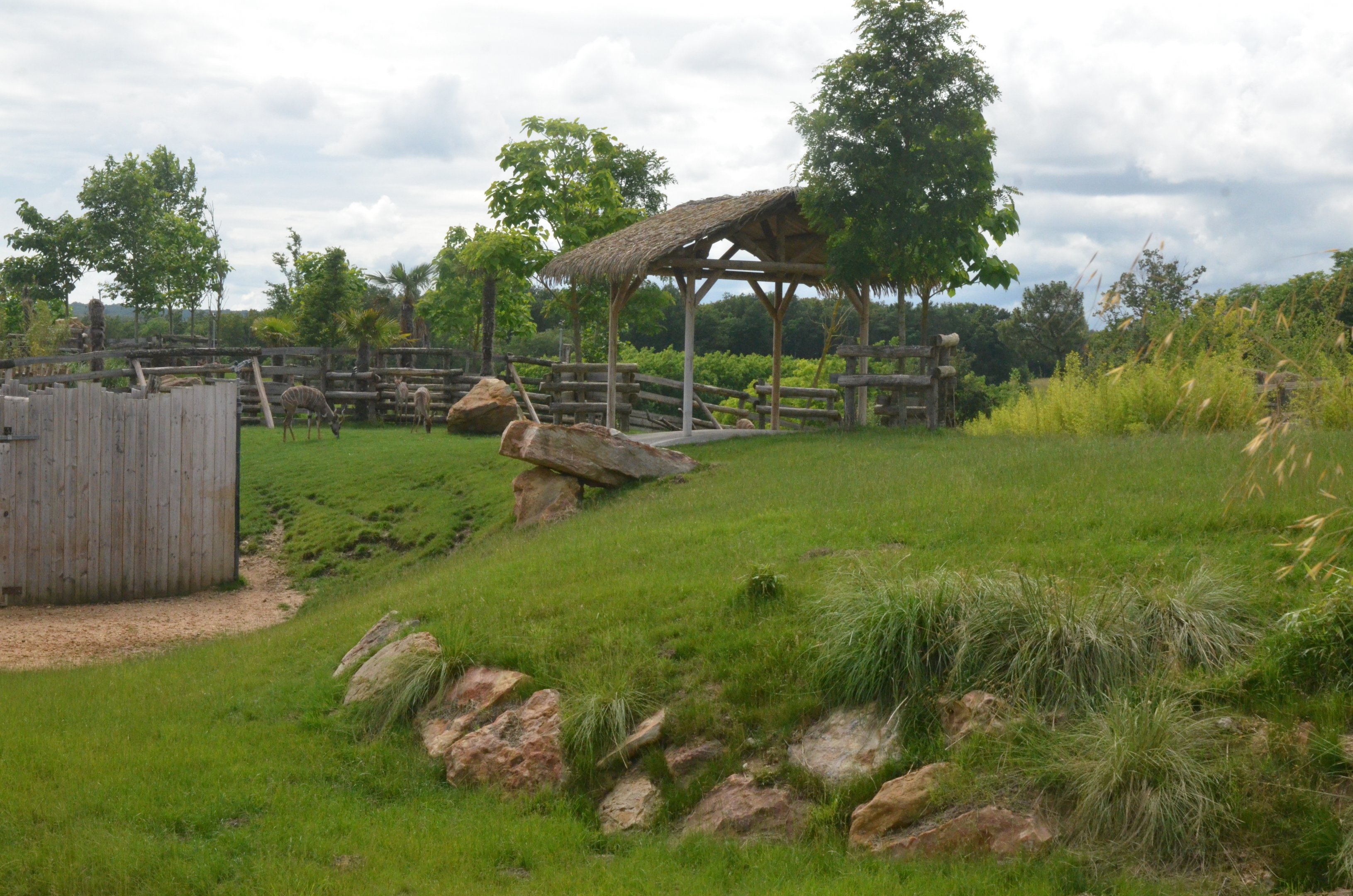 Lesser Kudu Enclosure at Beauval, 12/06/18