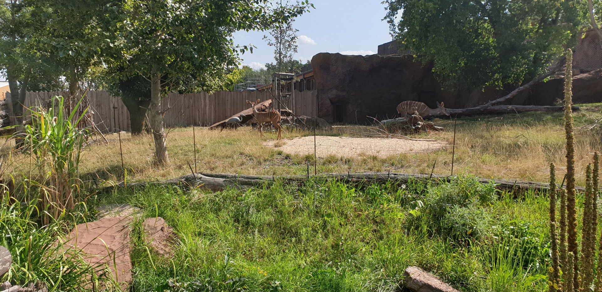 Lesser Kudu enclosure