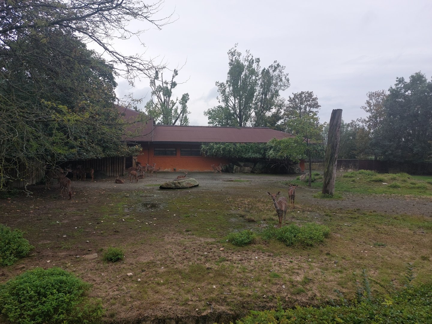 Lesser kudu enclosure