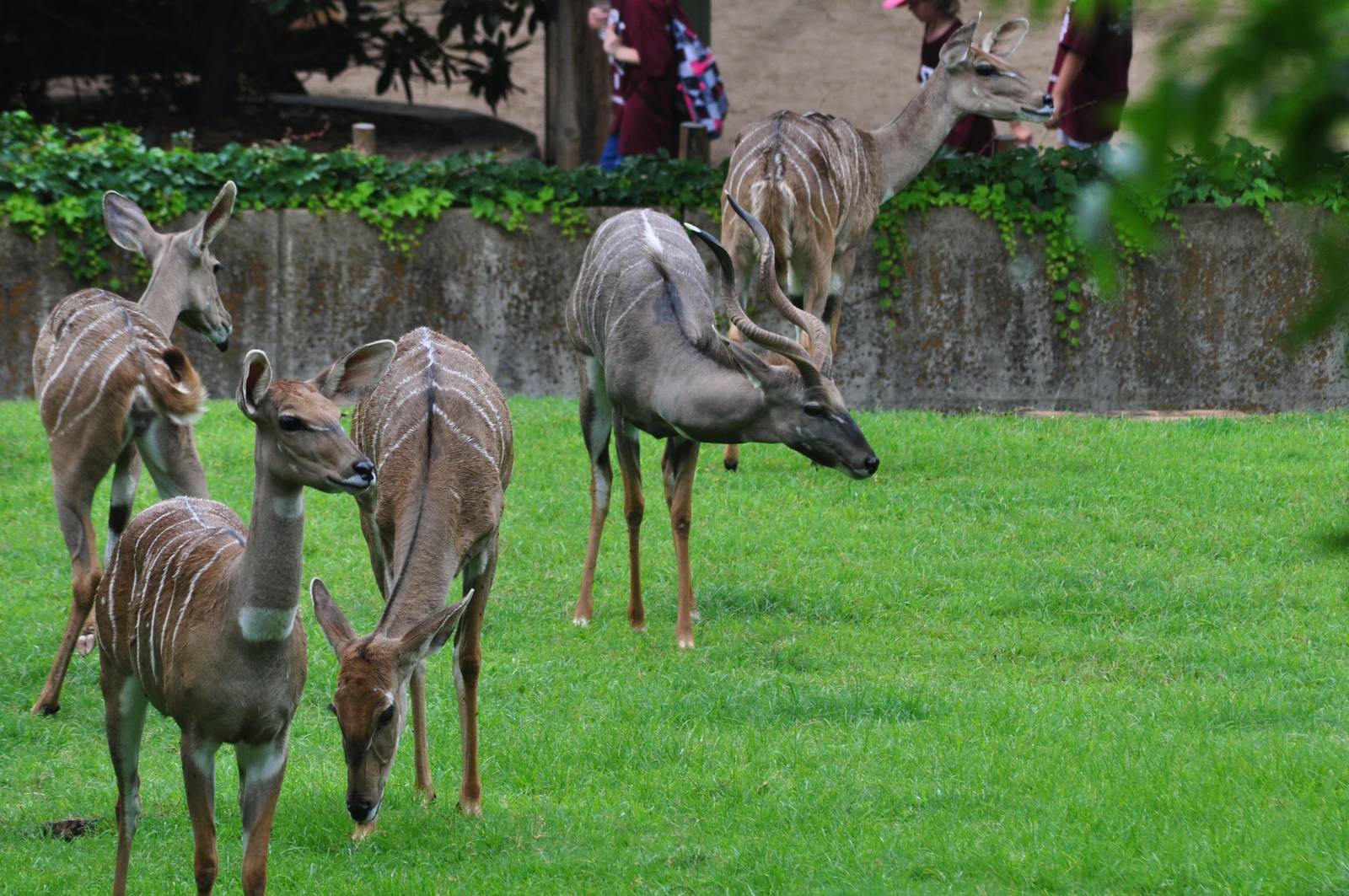 Lesser Kudu Exhibit