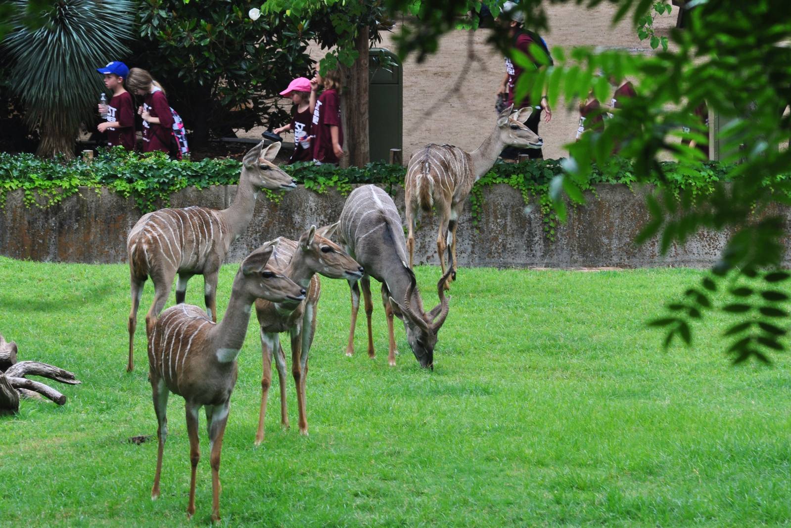 Lesser Kudu Exhibit