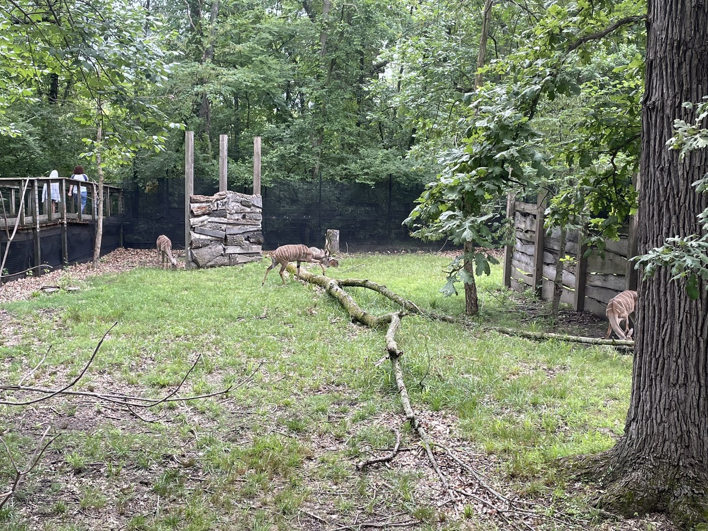 Lesser Kudu Exhibit