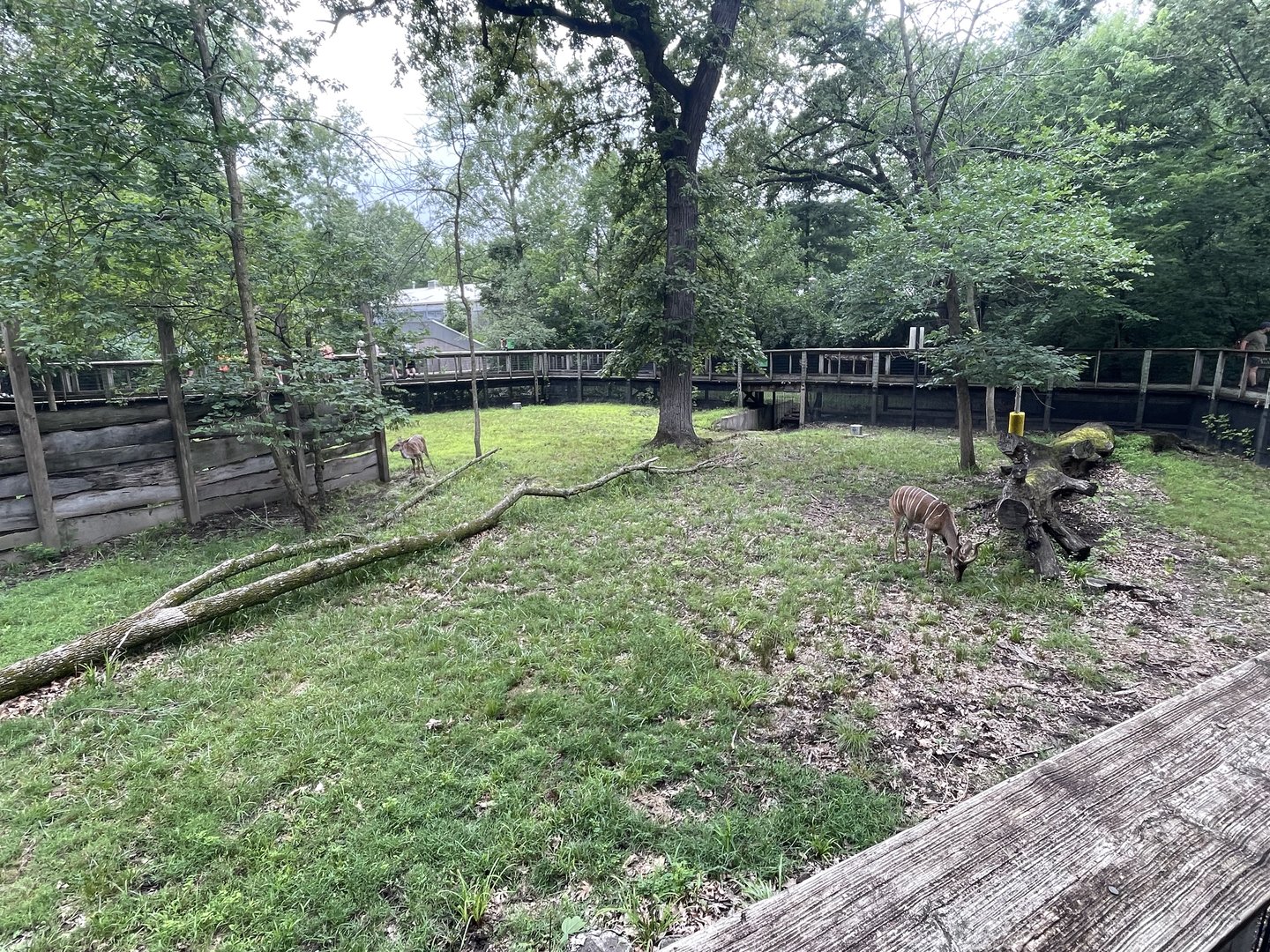 Lesser Kudu Exhibit