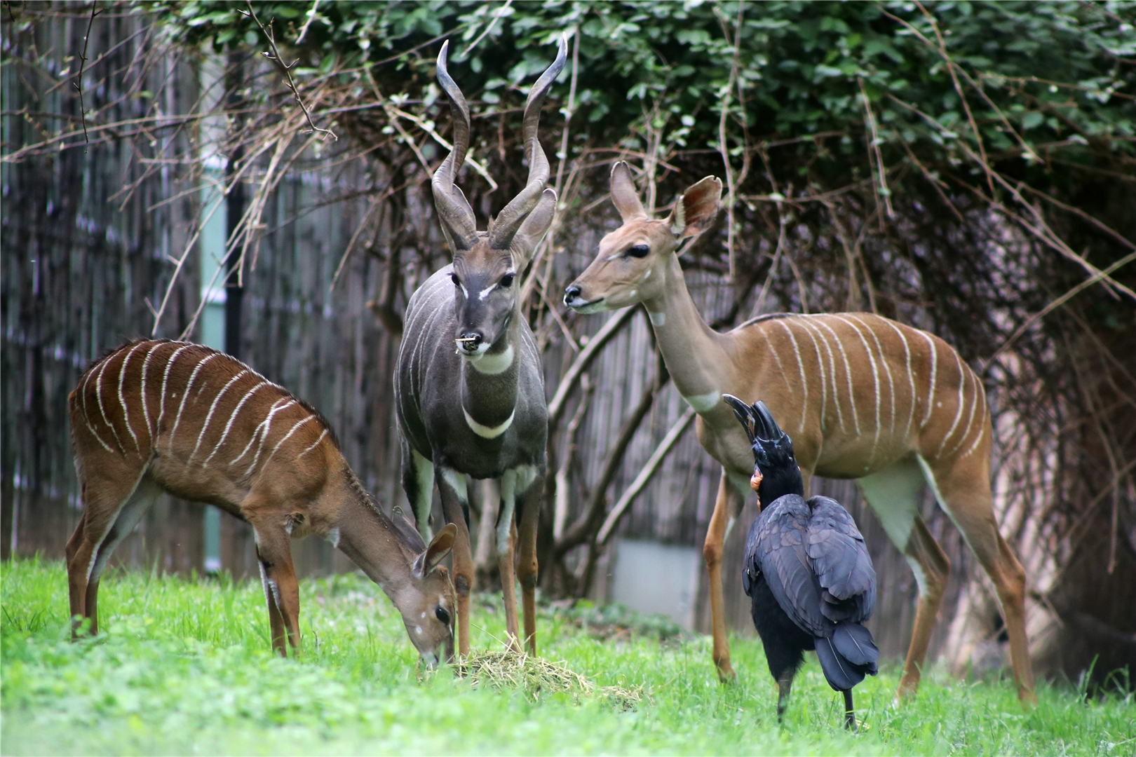 Lesser Kudu Family (and their feathered roommate)