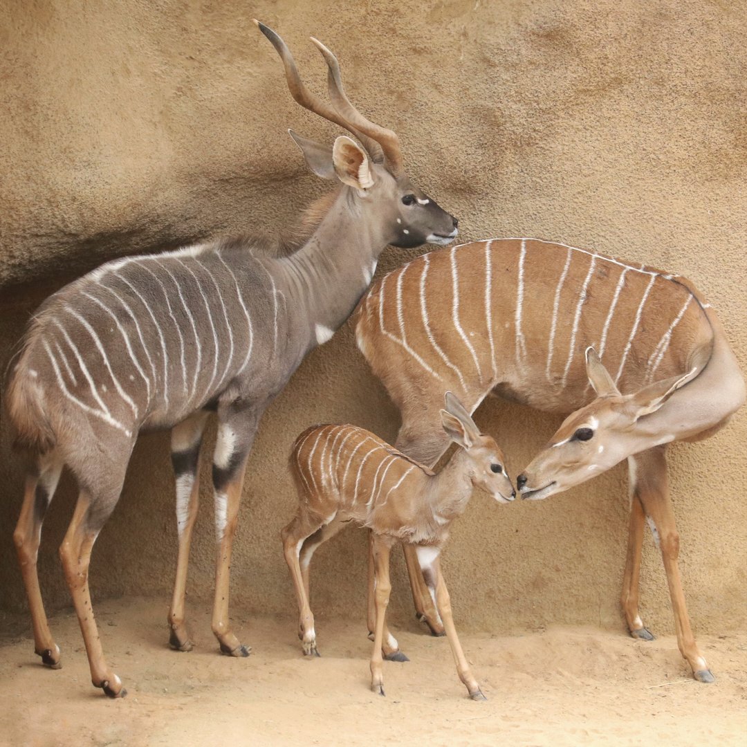 Lesser Kudu Family