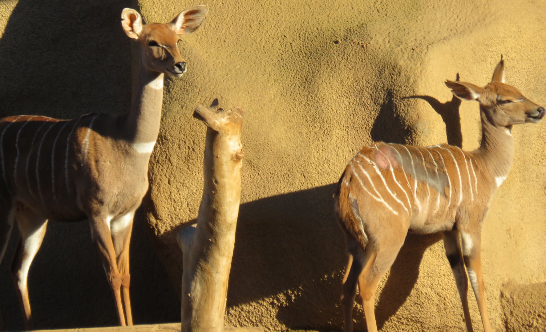 Lesser kudu females