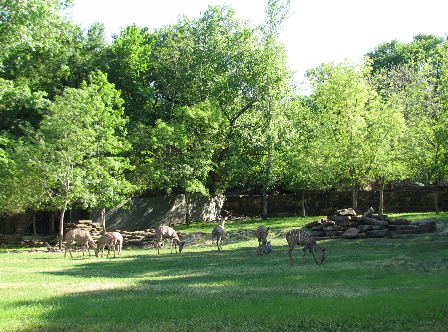 Lesser Kudu, Gerenuk, and Ground Hornbill Exhibit