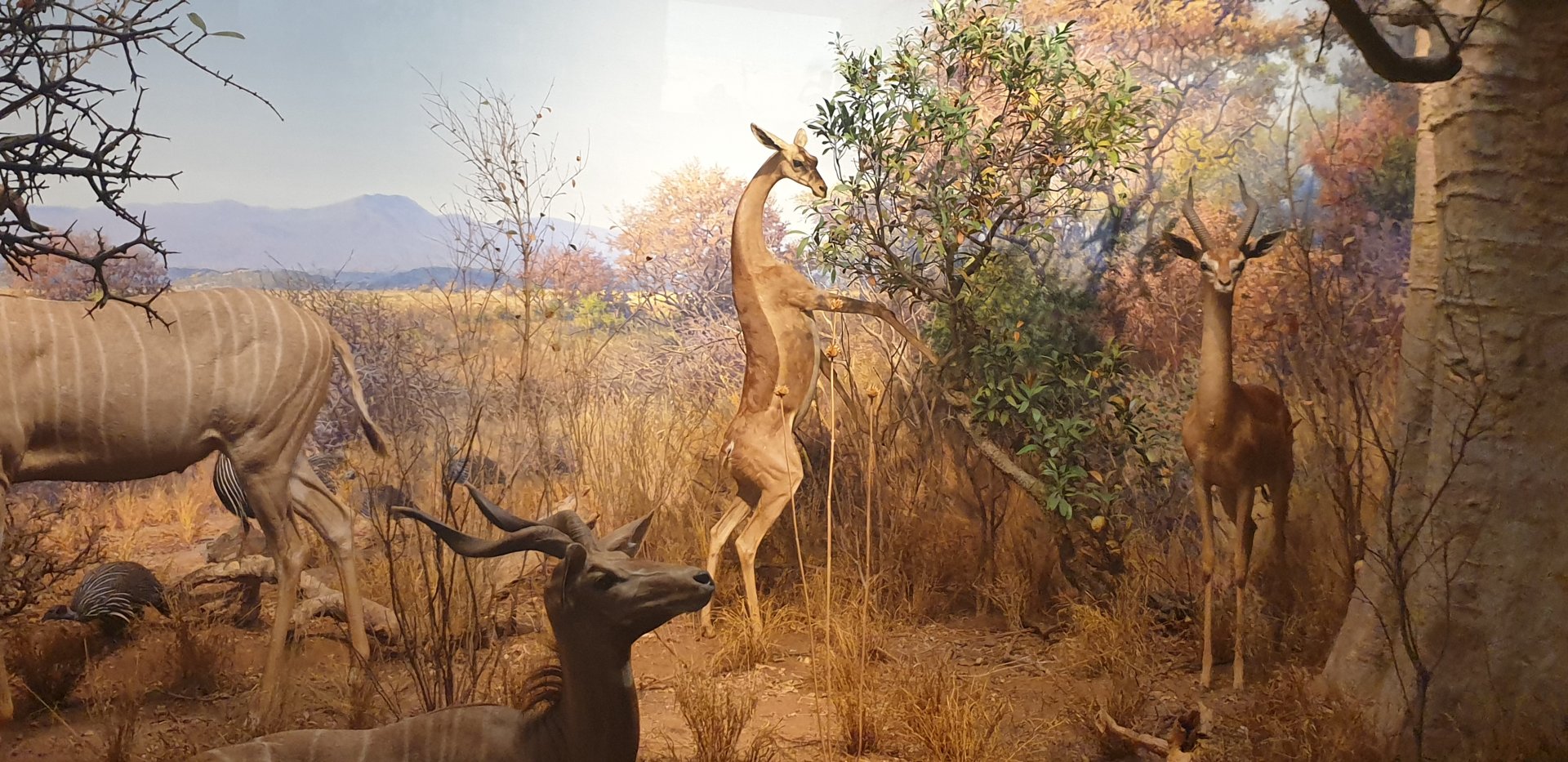 Lesser Kudu & Gerenuk