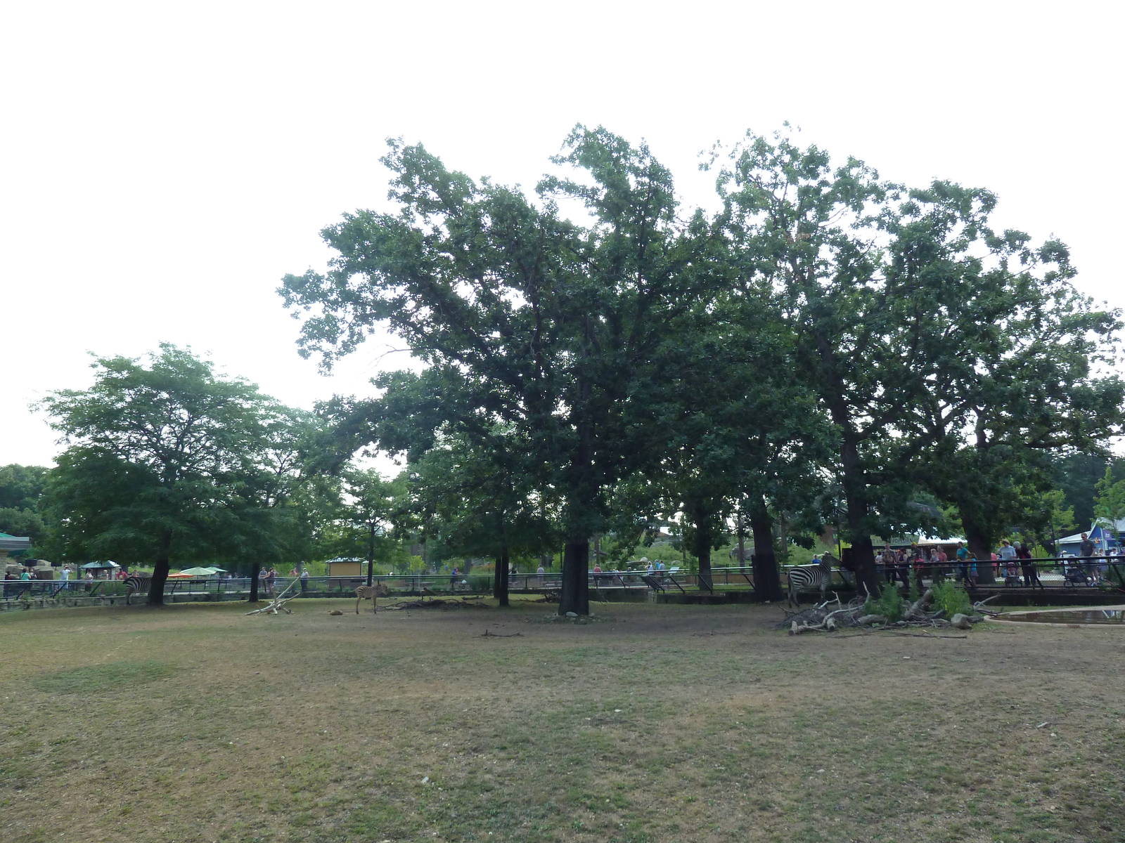 Lesser Kudu/Grant's Zebra Exhibit