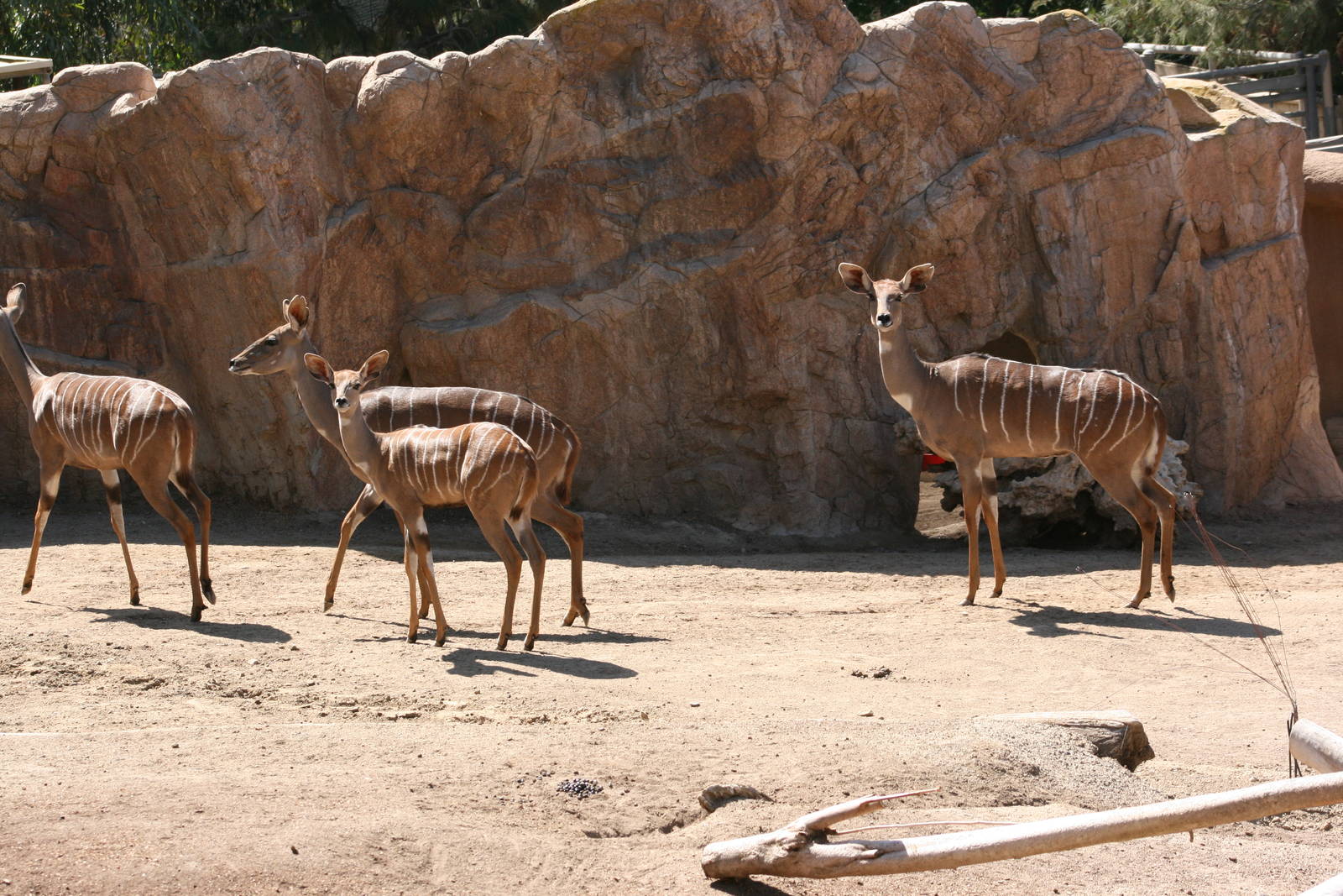 Lesser Kudu Group