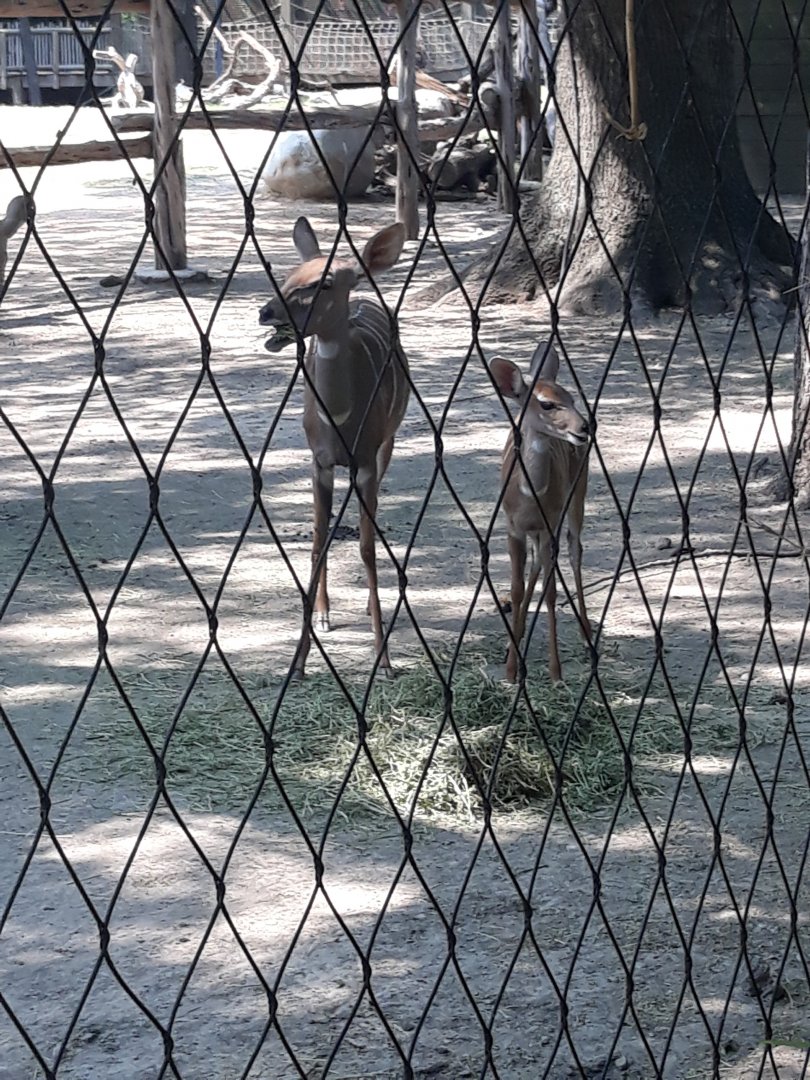 Lesser kudu having lunch