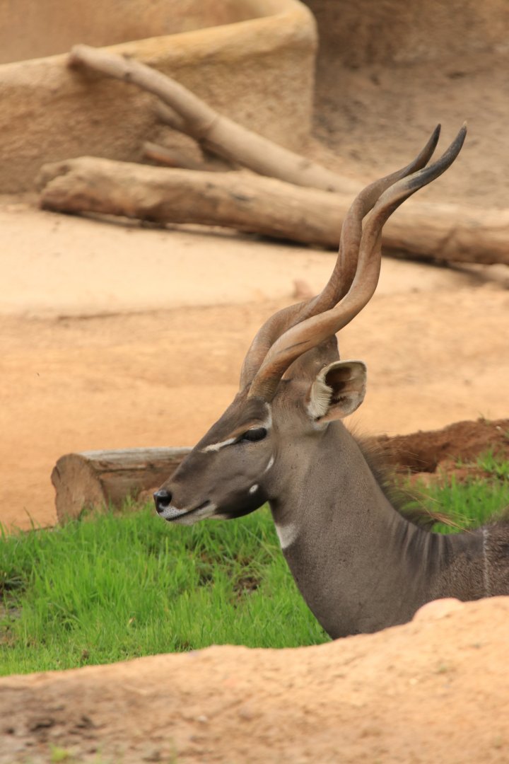 Lesser Kudu (June 2019)