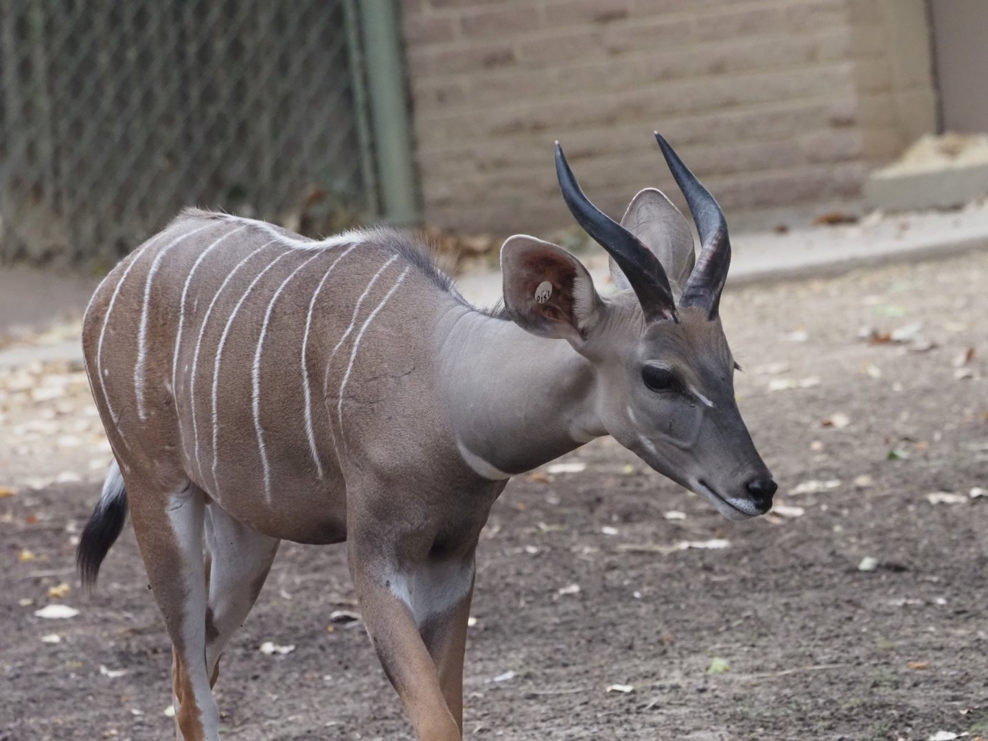 Lesser Kudu Juvenile