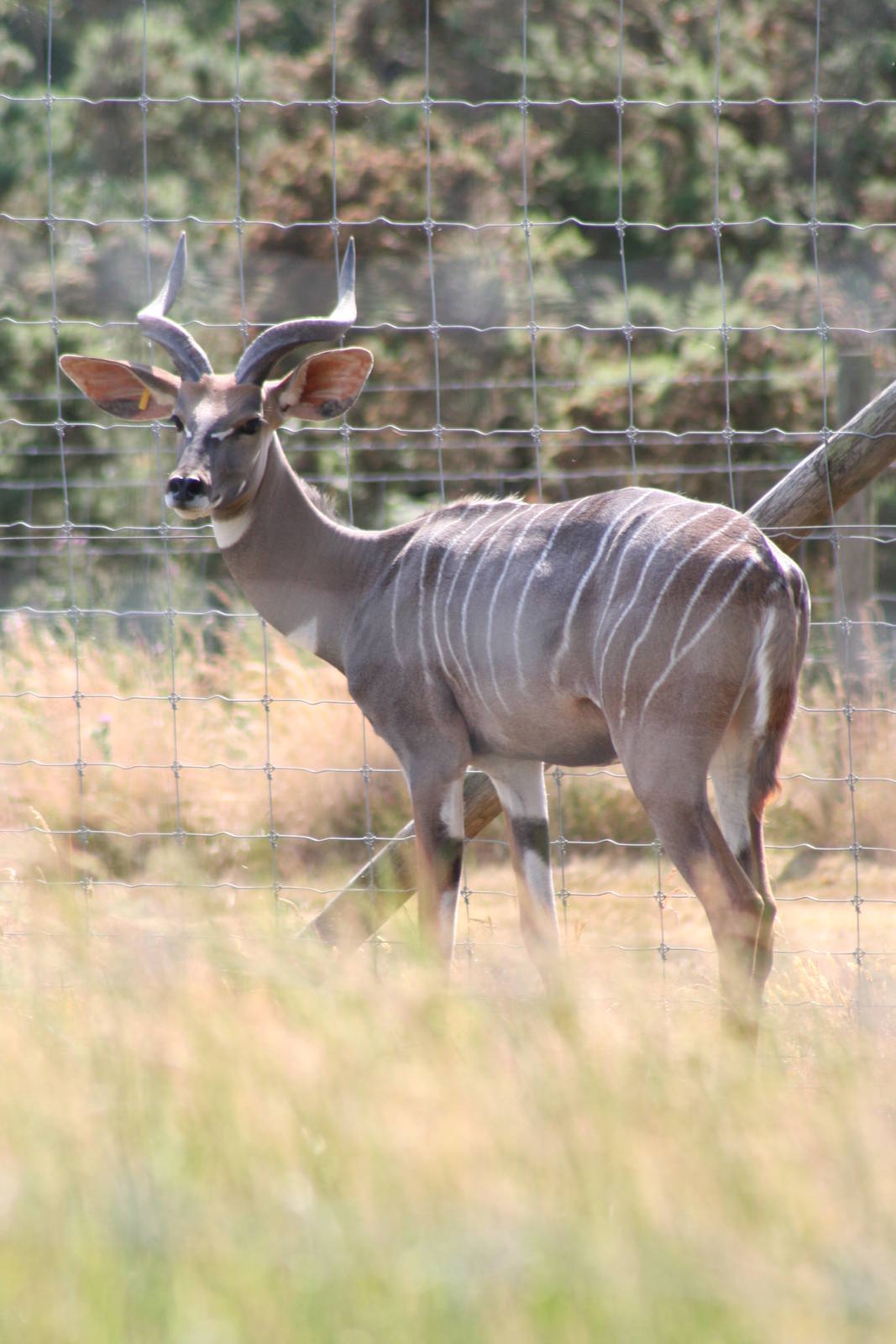 Lesser Kudu @ Knowsley Safari Park  17.07.2013