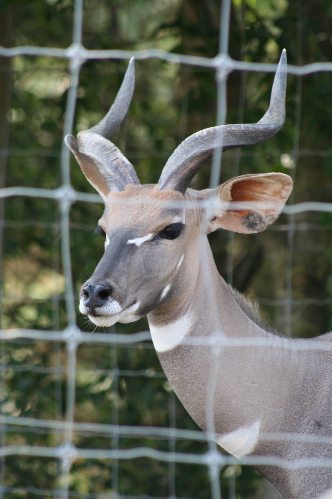 Lesser Kudu @ Knowsley Safari Park  17.07.2013