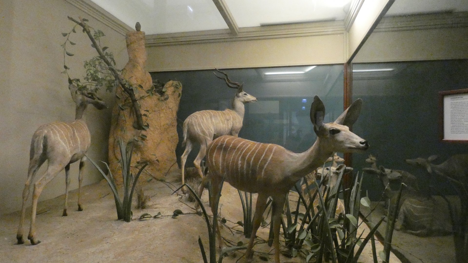 Lesser Kudu?, Mammals of Africa - Feb. 2022