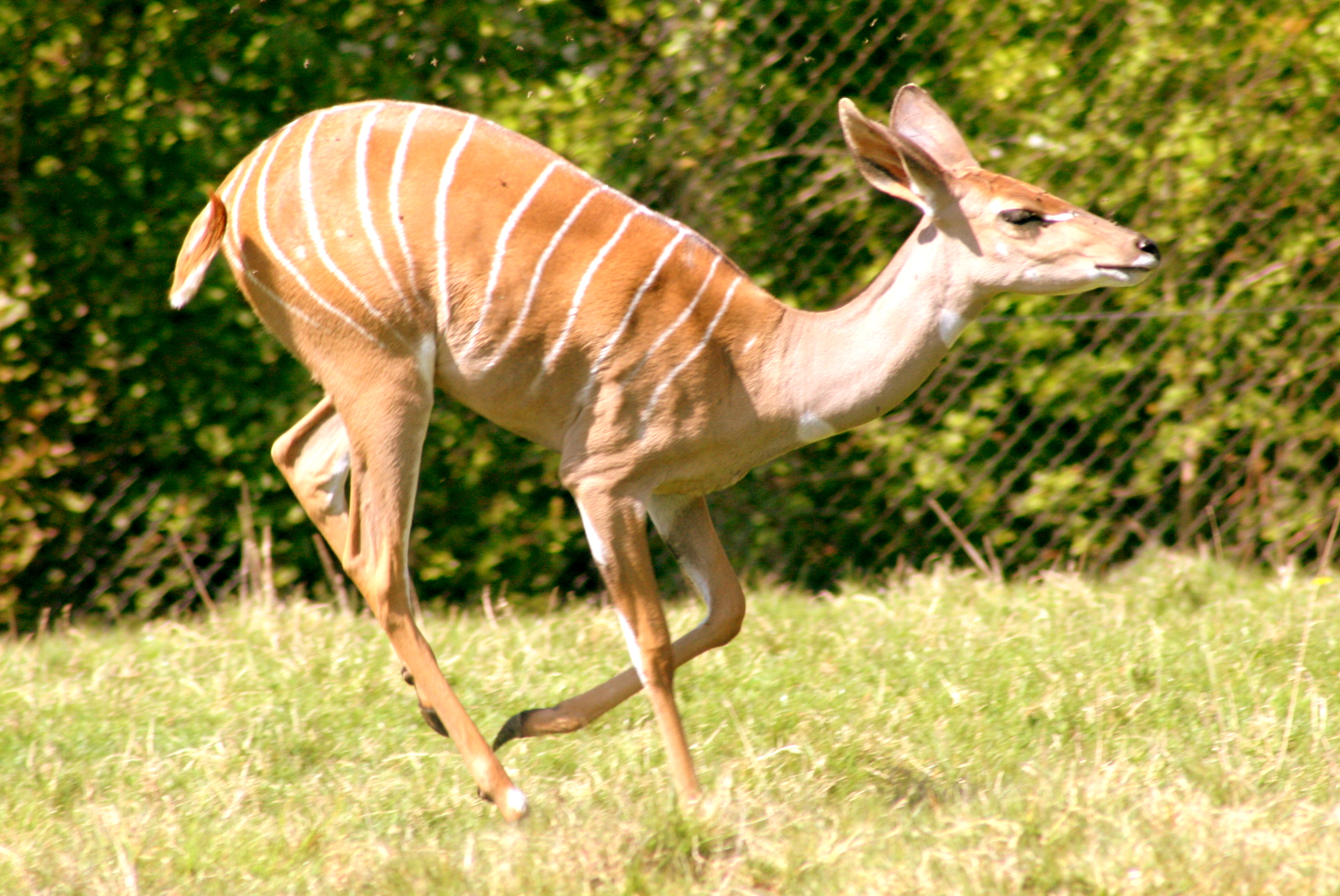 Lesser kudu; Marwell; 22nd April 2017