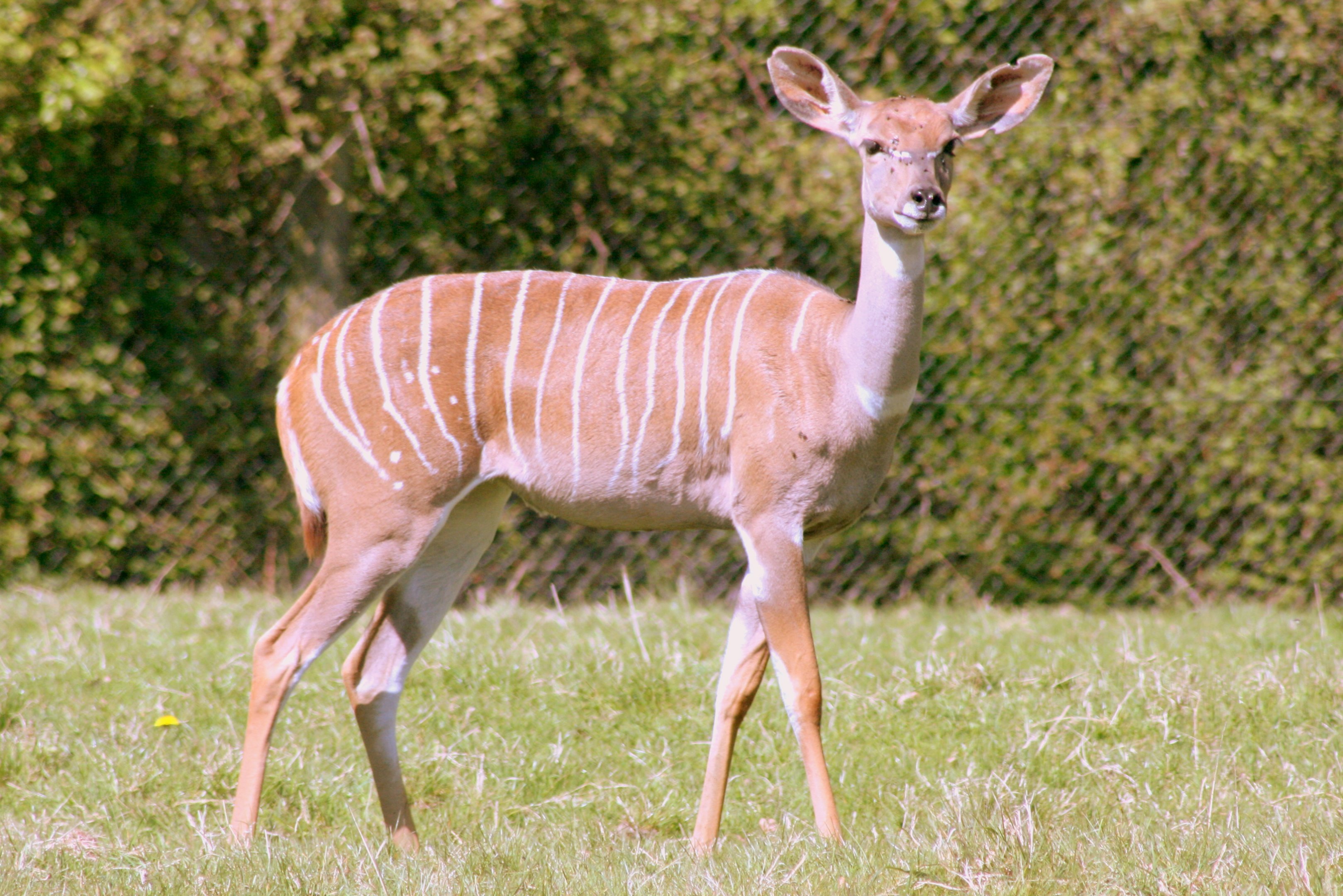 Lesser kudu; Marwell; 22nd April 2017
