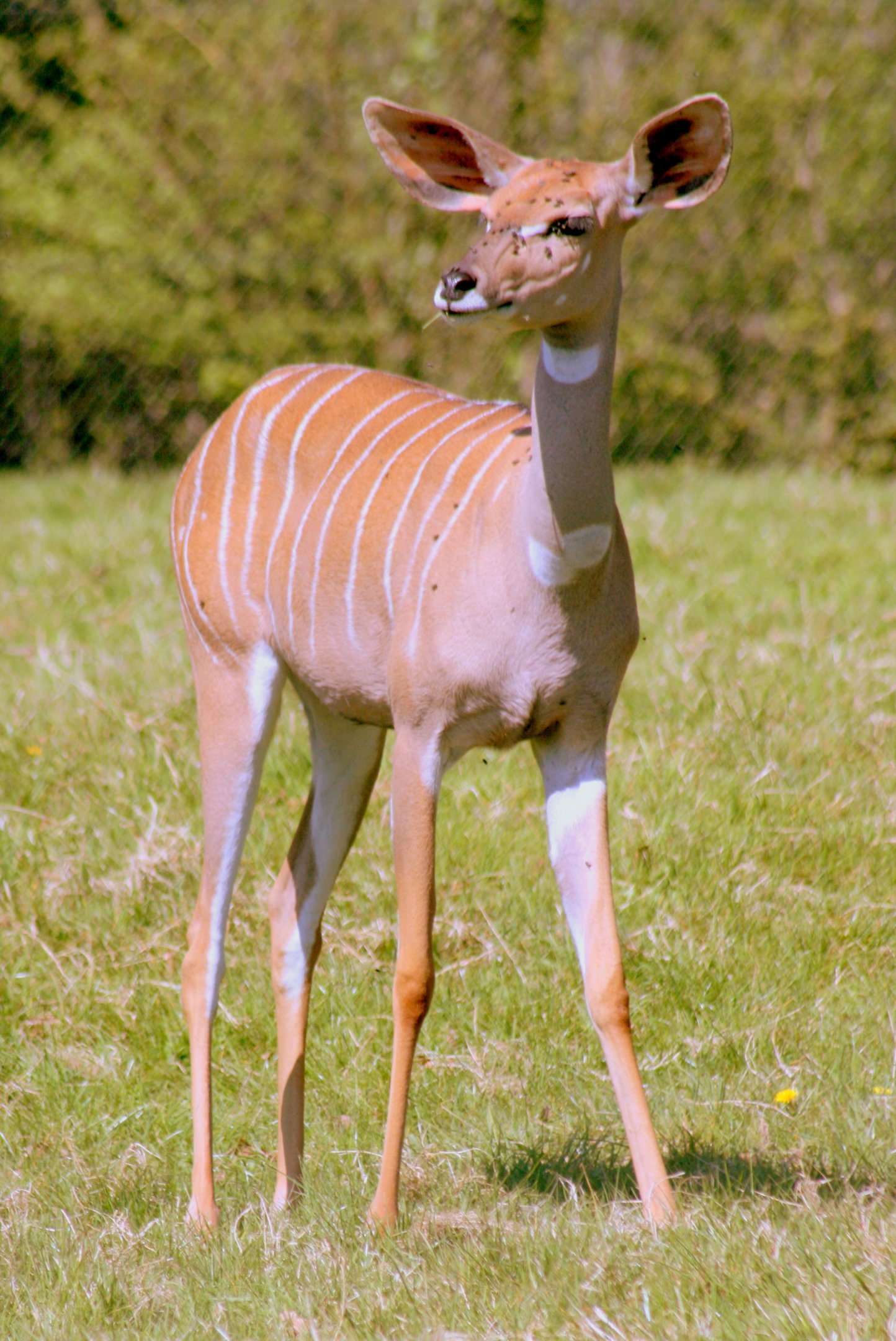 Lesser kudu; Marwell; 22nd April 2017