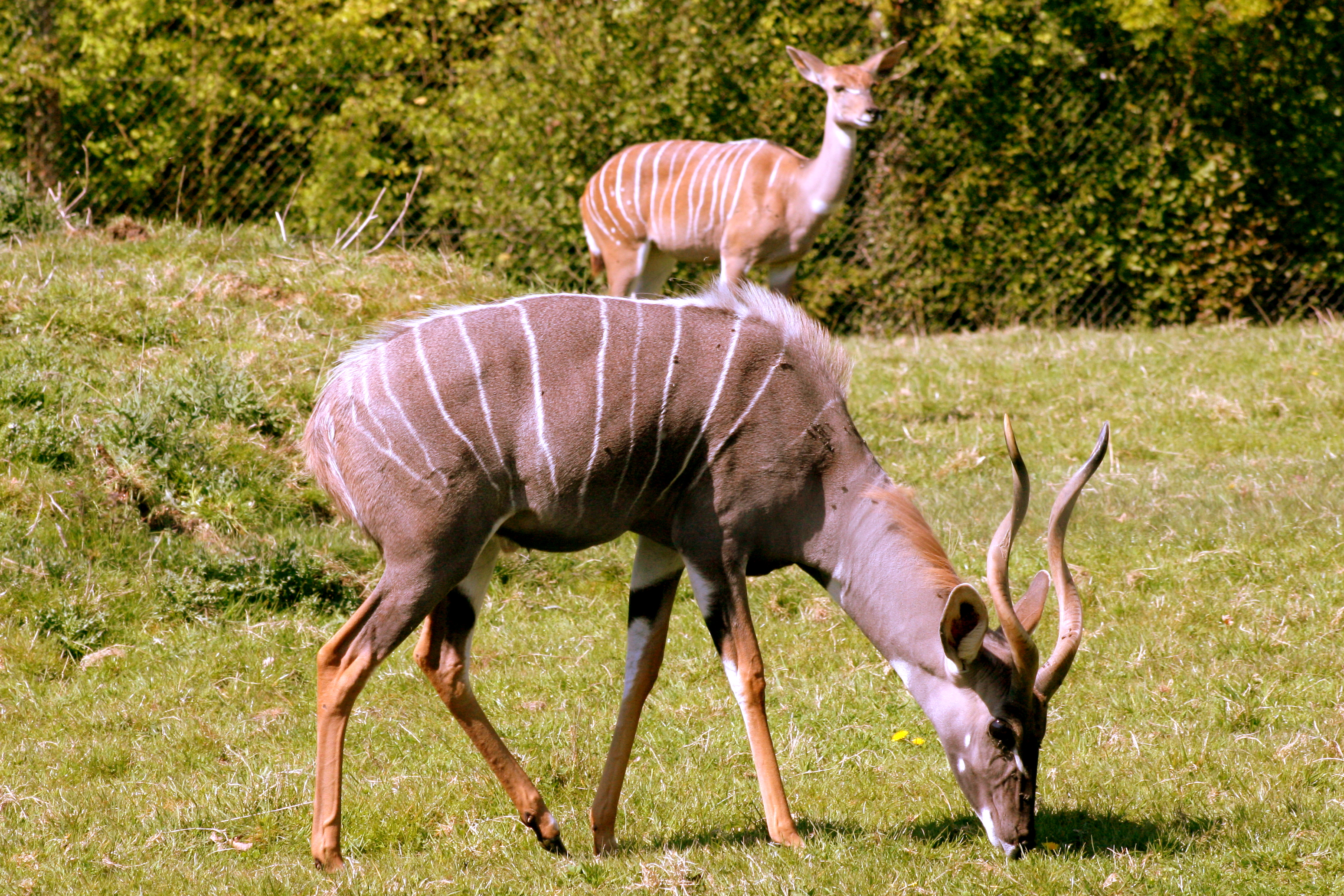 Lesser kudu; Marwell; 22nd April 2017