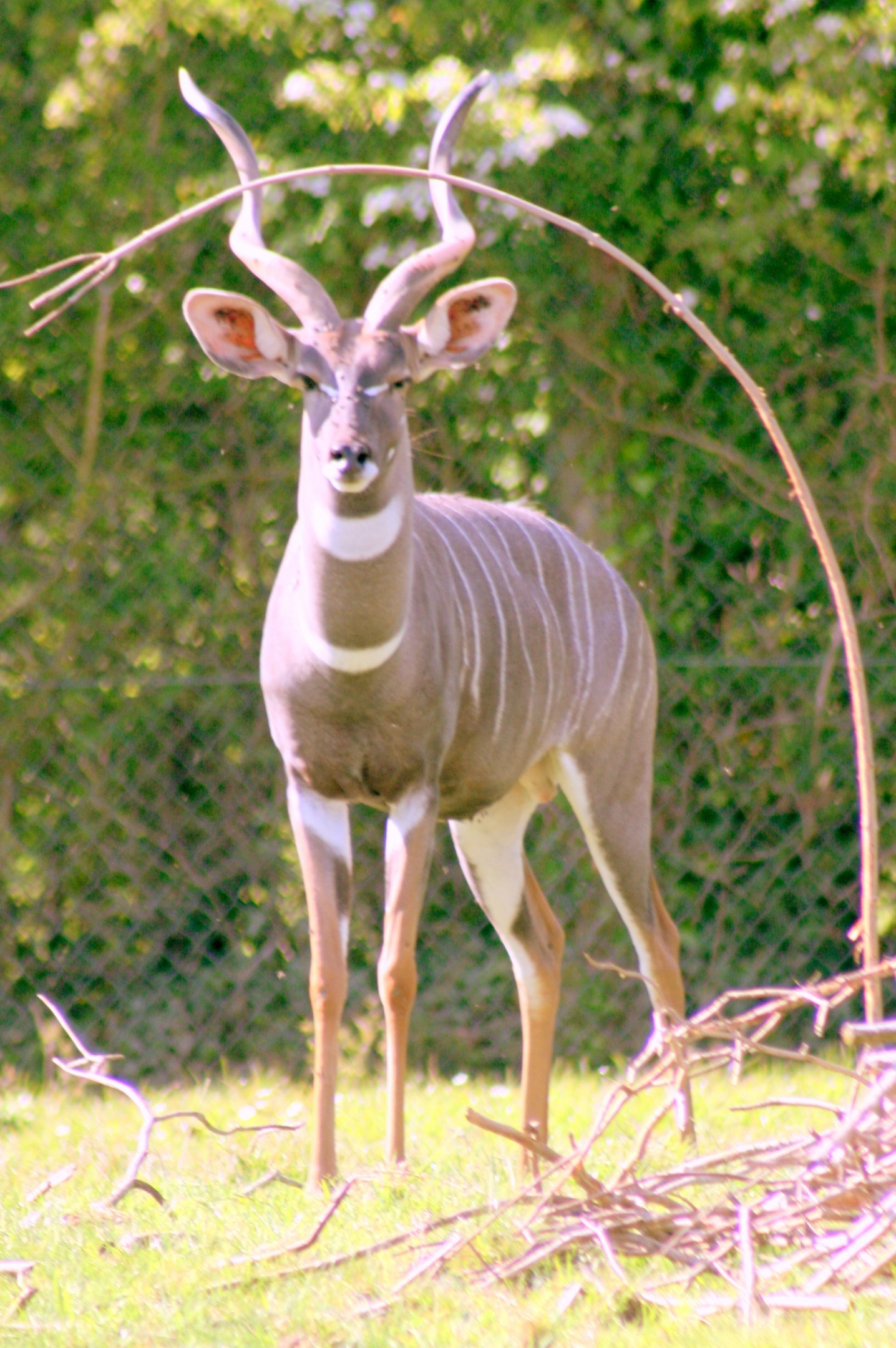 Lesser kudu; Marwell; 22nd April 2017