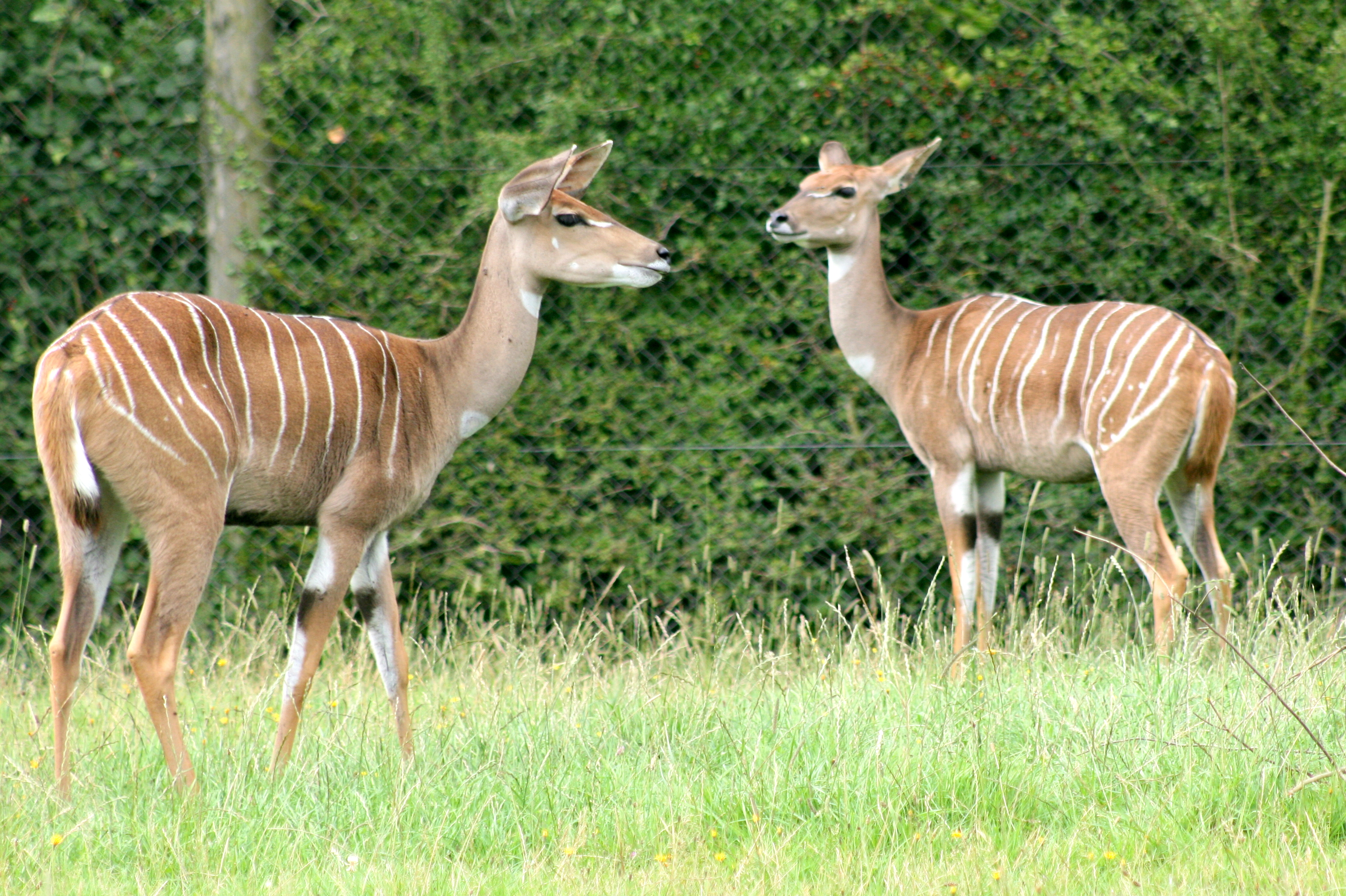 Lesser kudu; Marwell; 6th August 2017