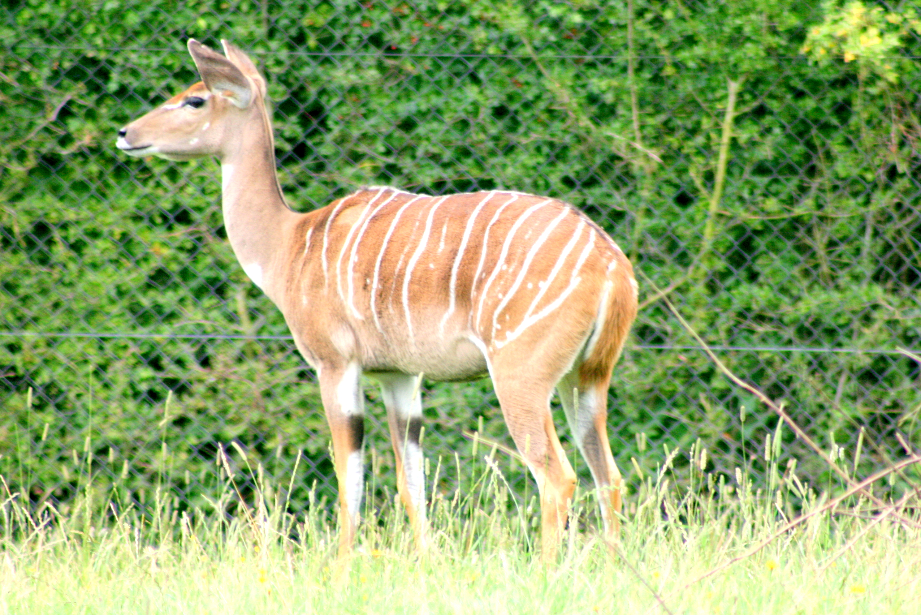 Lesser kudu; Marwell; 6th August 2017