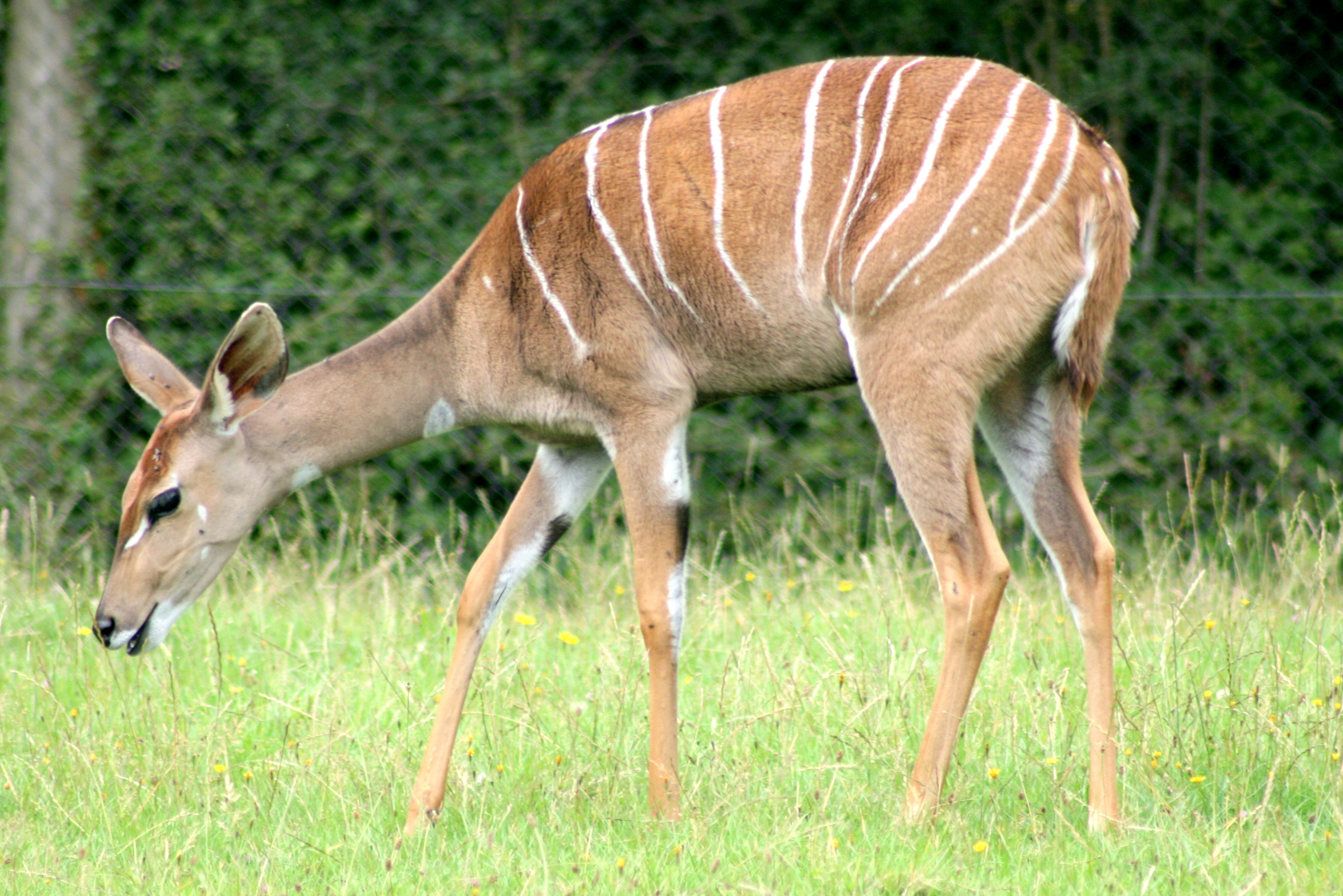Lesser kudu; Marwell; 6th August 2017