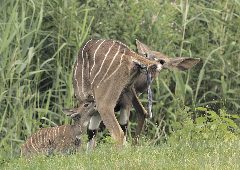 Lesser kudu mother and new-born calf