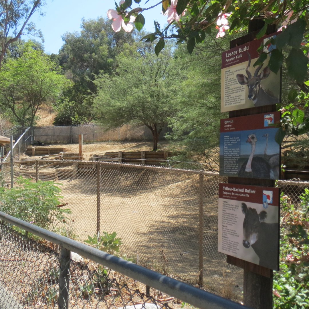 Lesser Kudu / Ostrich / Yellow Backed Duiker Exhibit