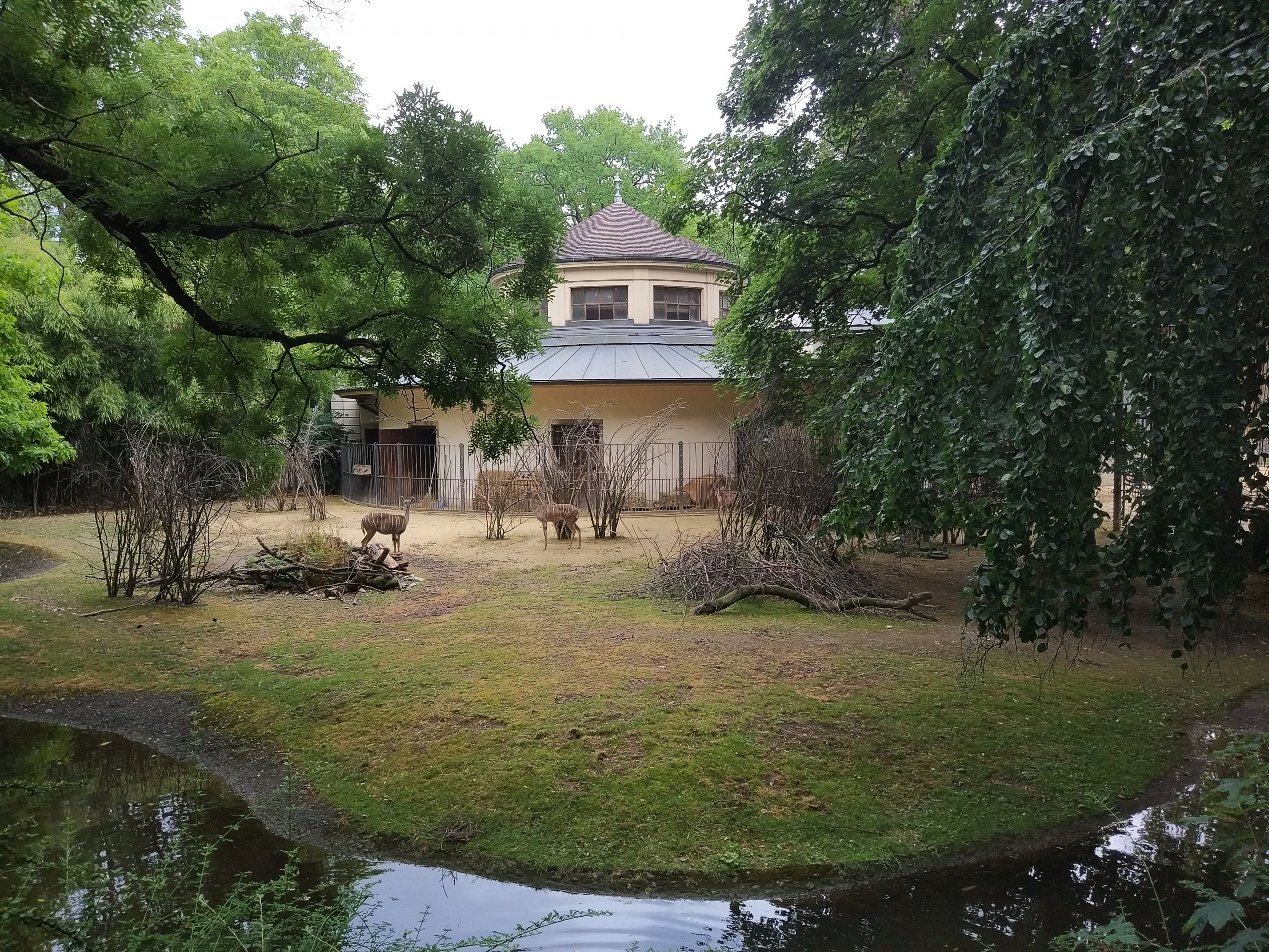 Lesser Kudu outside Antelope House