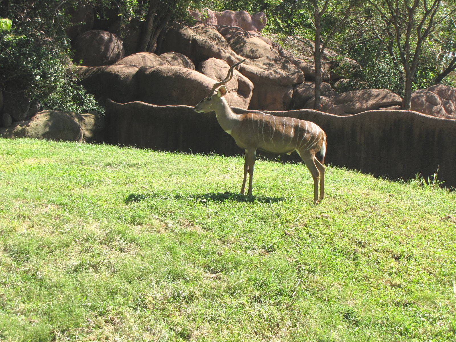 Lesser Kudu - Red Rocks