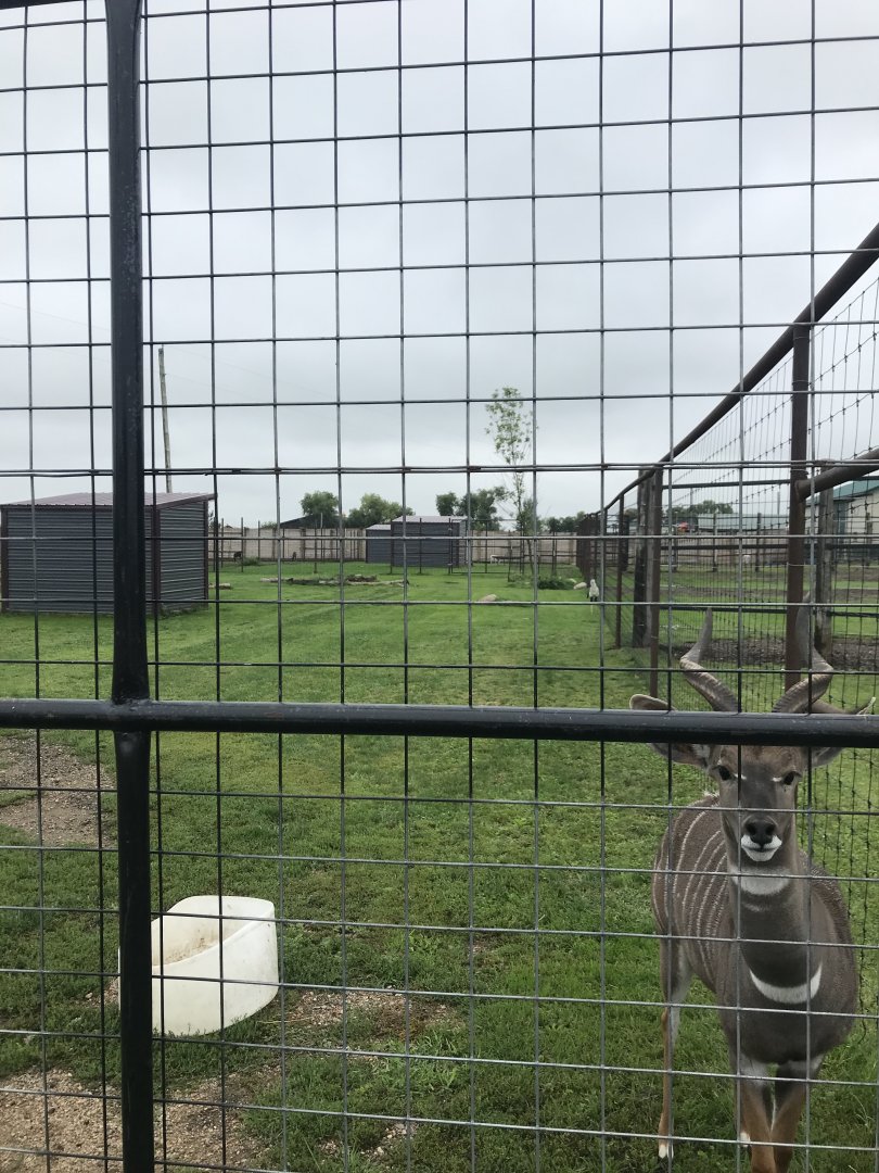 Lesser Kudu/Secretary Bird Exhibit