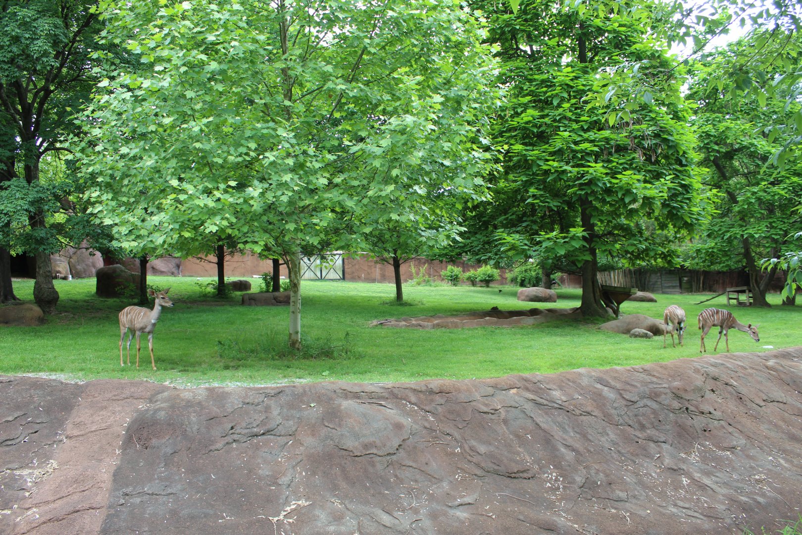 Lesser Kudu, Soemmerring's Gazelle & Saddle-billed Stork Exhibit - Red Rocks