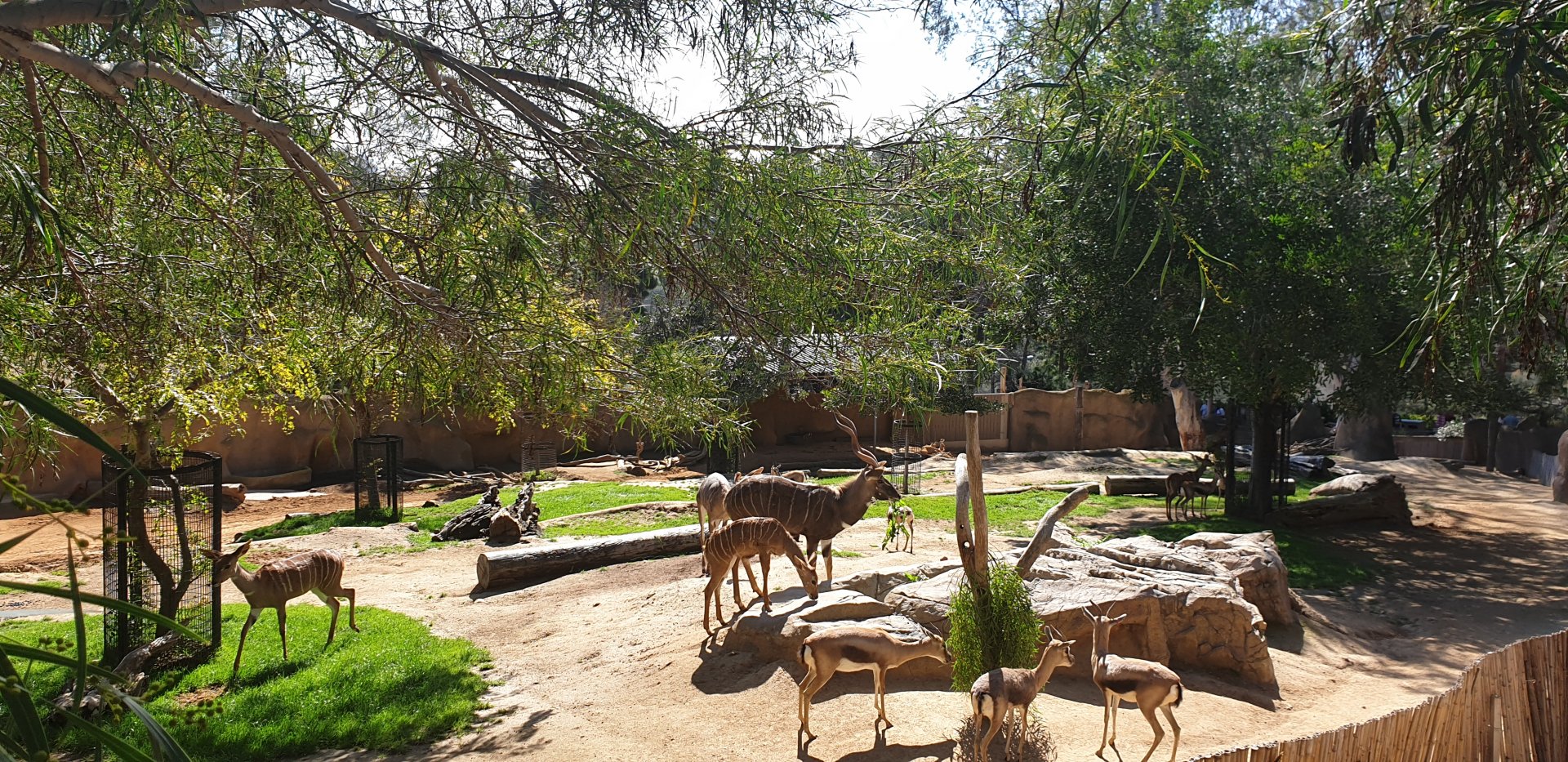 Lesser kudu & Speke's gazelle
