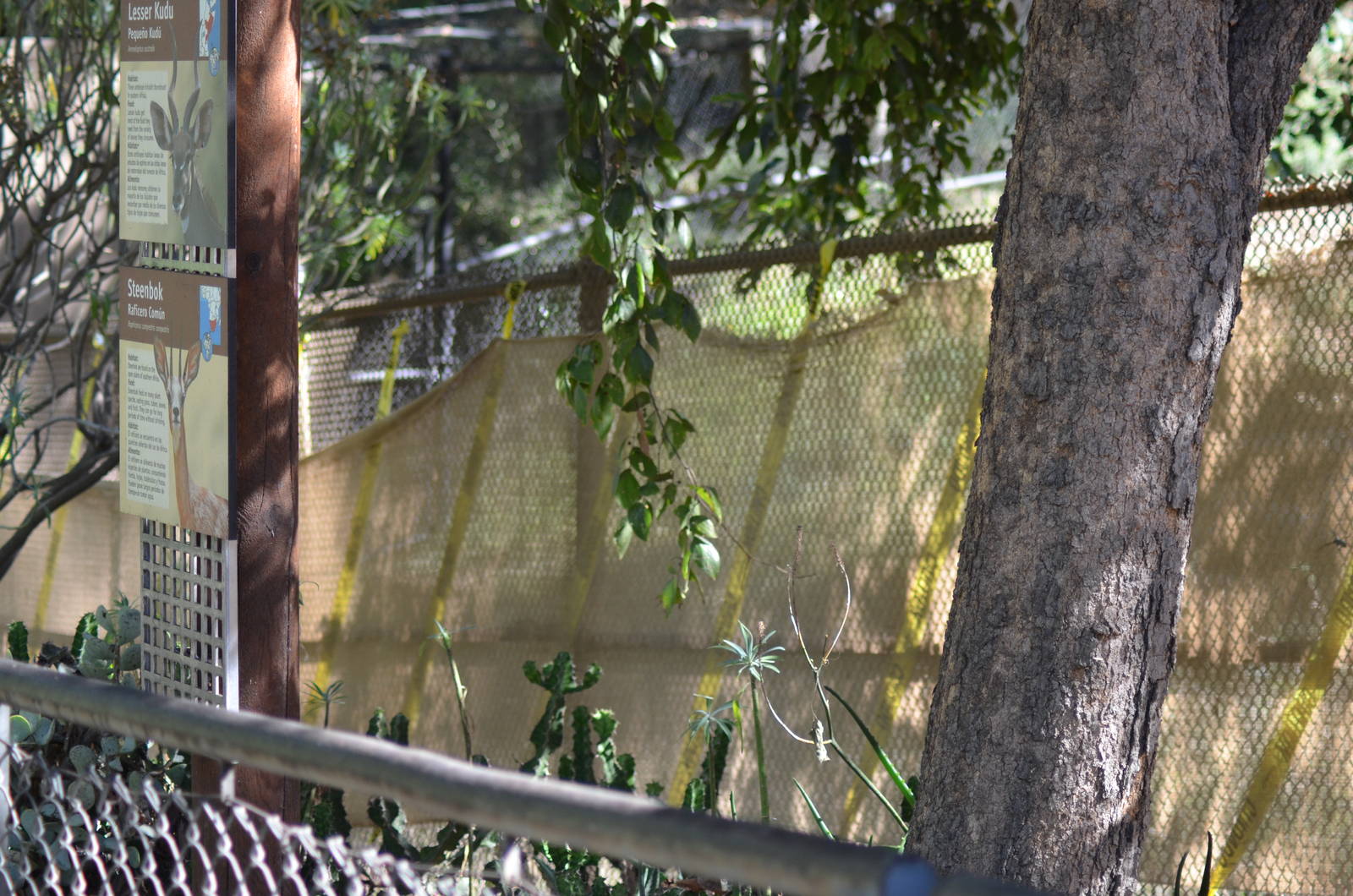 Lesser Kudu/Steenbok Yard Screened Off