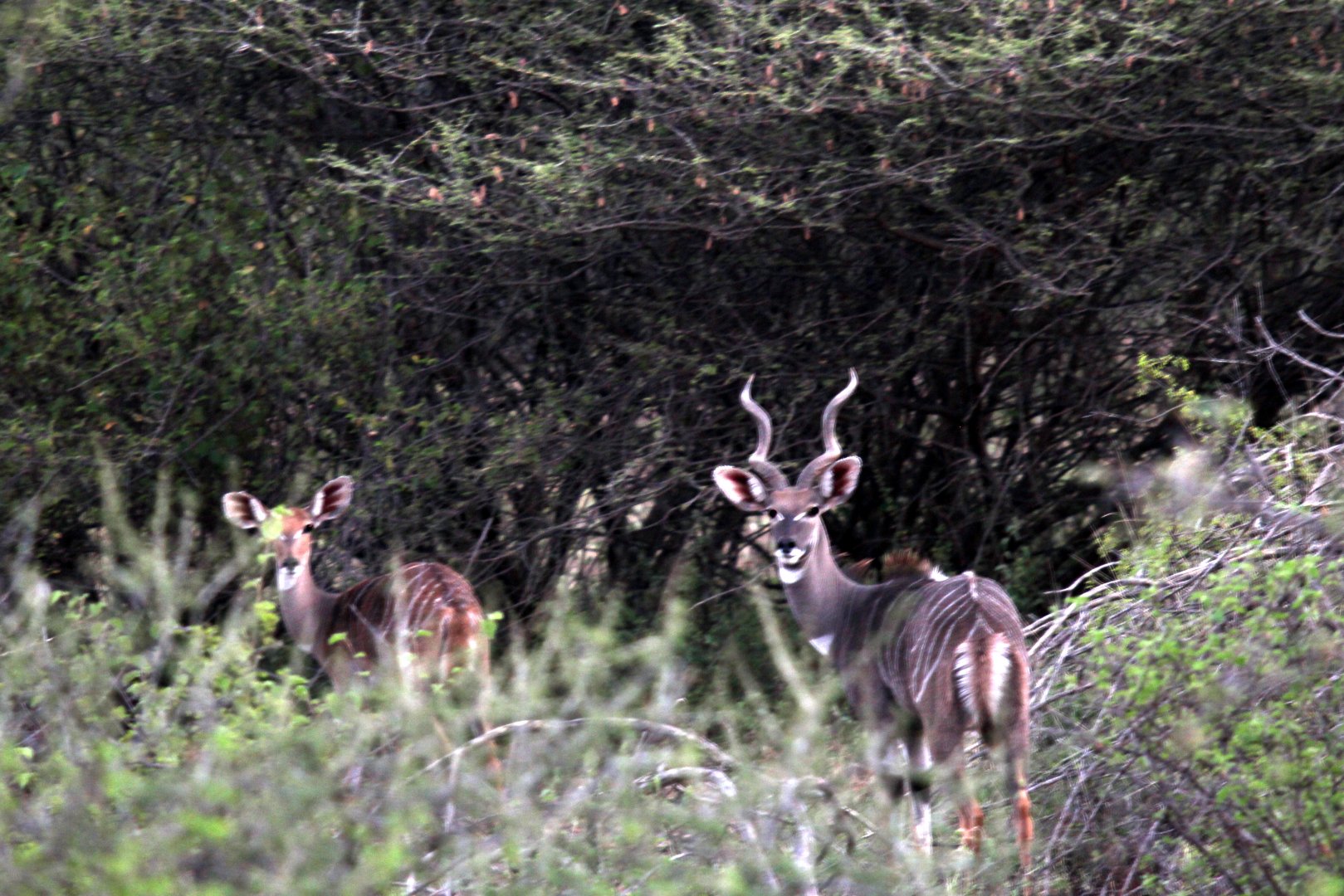 Lesser Kudu (Tragelaphus imberbis imberbis)