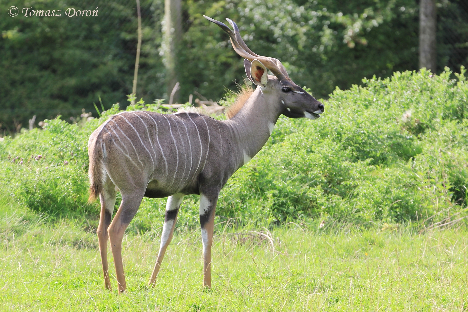Lesser Kudu (Tragelaphus imberbis), male, August 2017