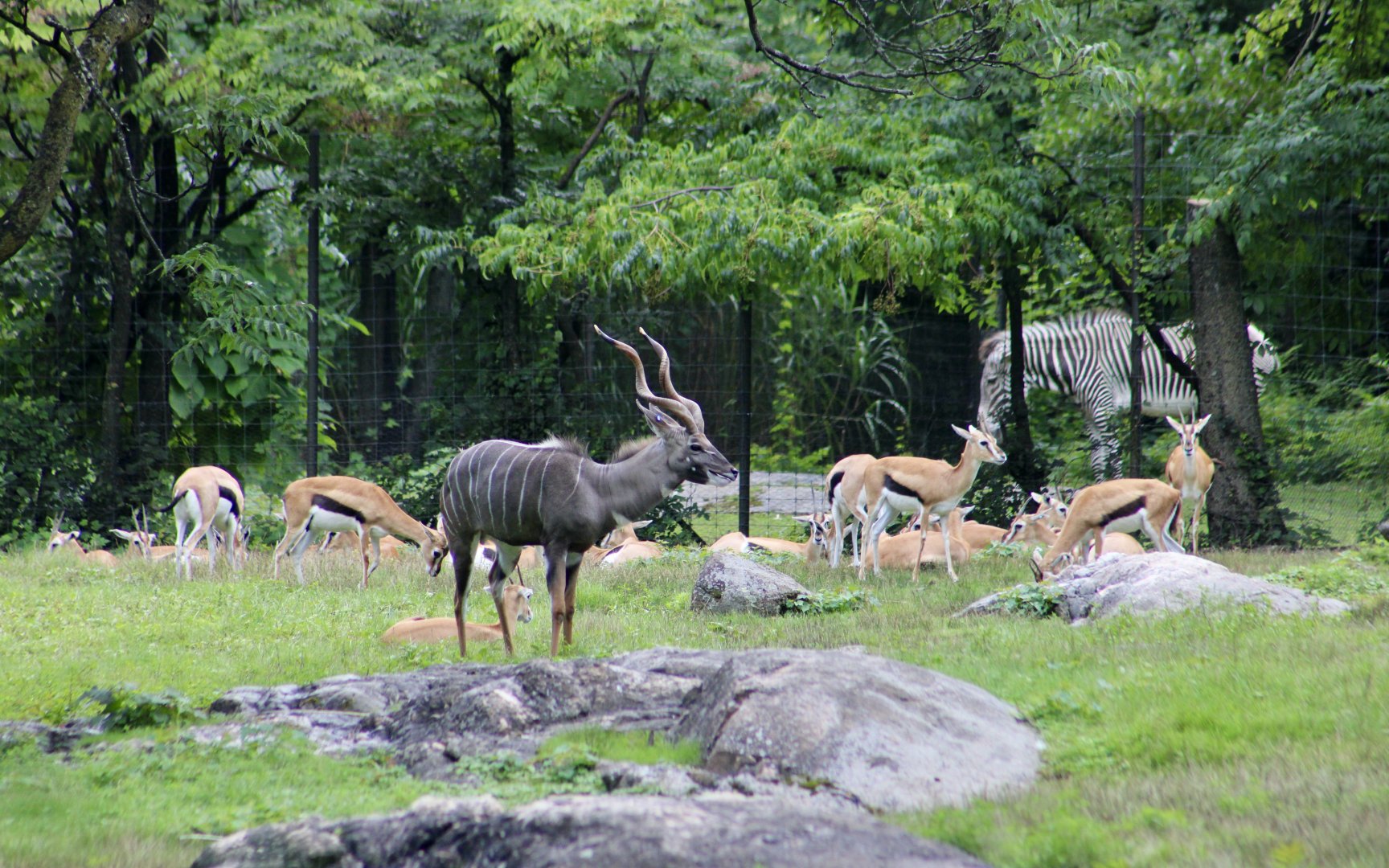 Lesser Kudu (Tragelaphus imberbis) male, Thomson's Gazelles (Eudorcas thomsonii), and Grevy's Zebra (Equus grevyi)
