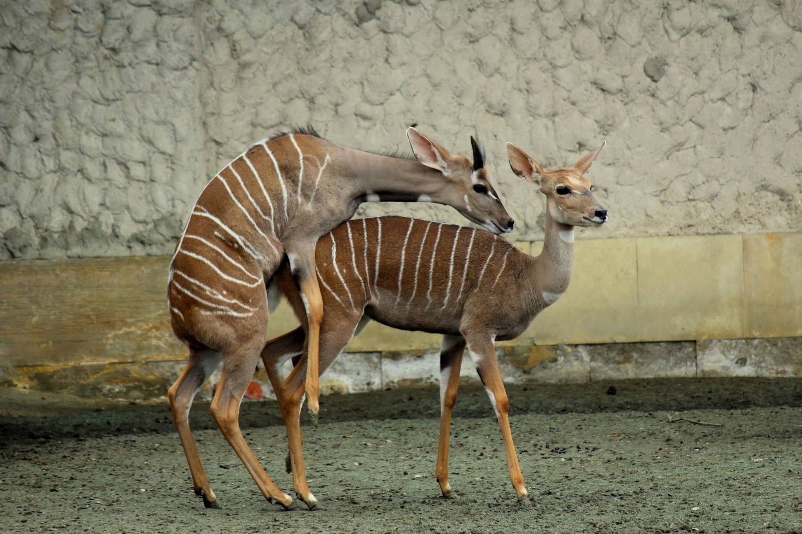 Lesser Kudu (Tragelaphus imberbis)