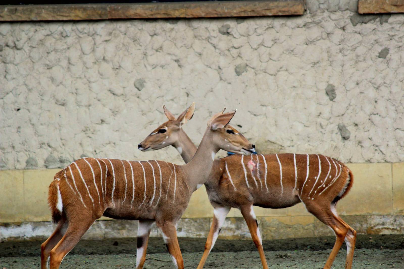 Lesser Kudu (Tragelaphus imberbis)