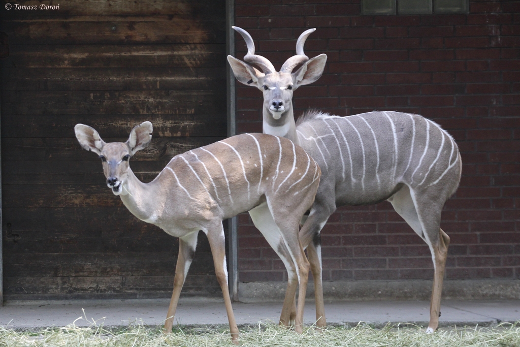 Lesser kudu (Tragelaphus imberbis)