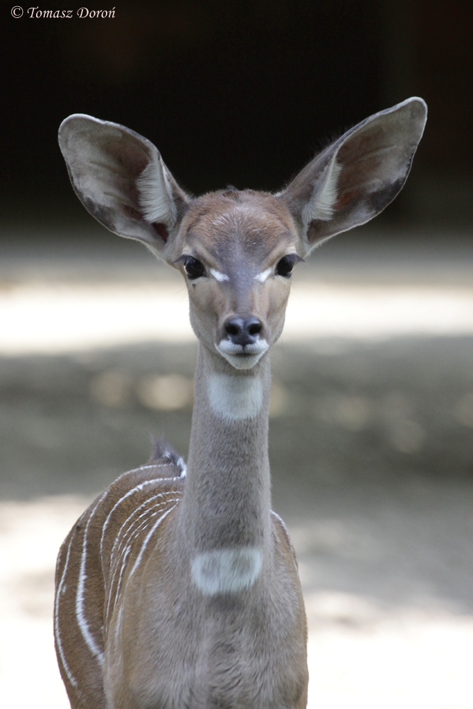 Lesser kudu (Tragelaphus imberbis)