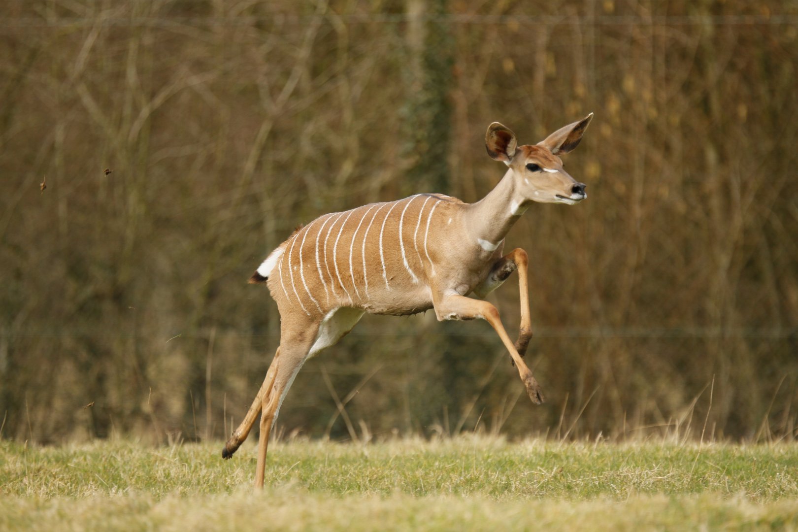 Lesser kudu (Tragelaphus imberbis)