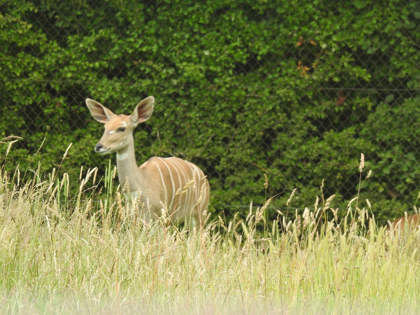 Lesser Kudu (Tragelaphus imberbis)