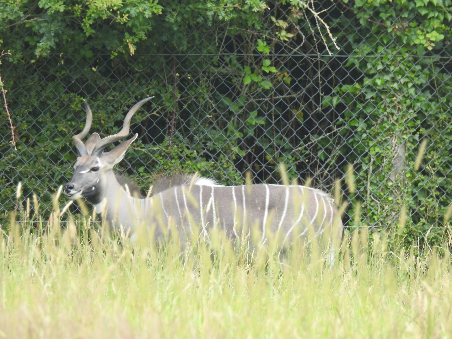 Lesser Kudu (Tragelaphus imberbis)