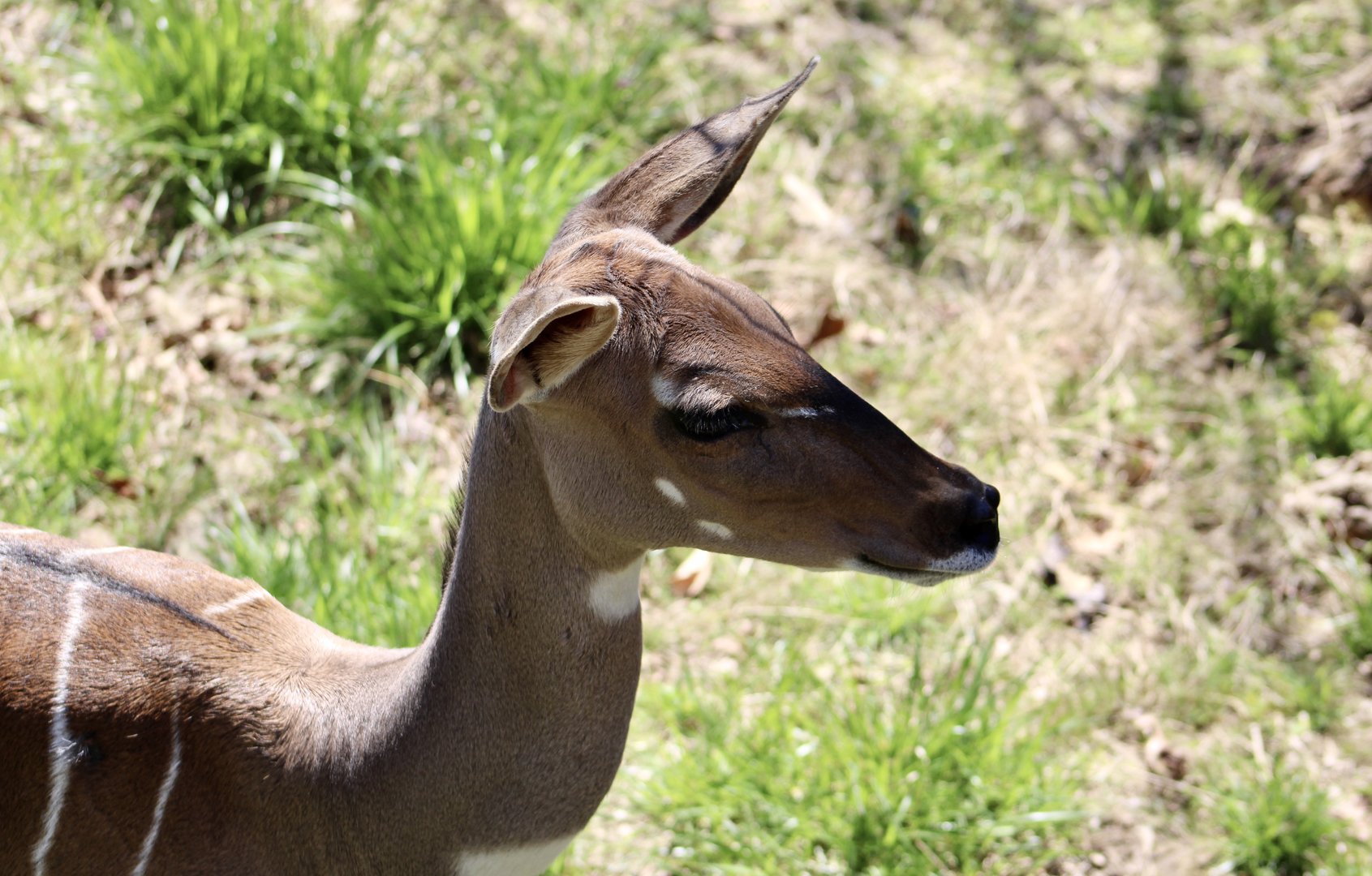 Lesser Kudu (Tragelaphus imberbis)