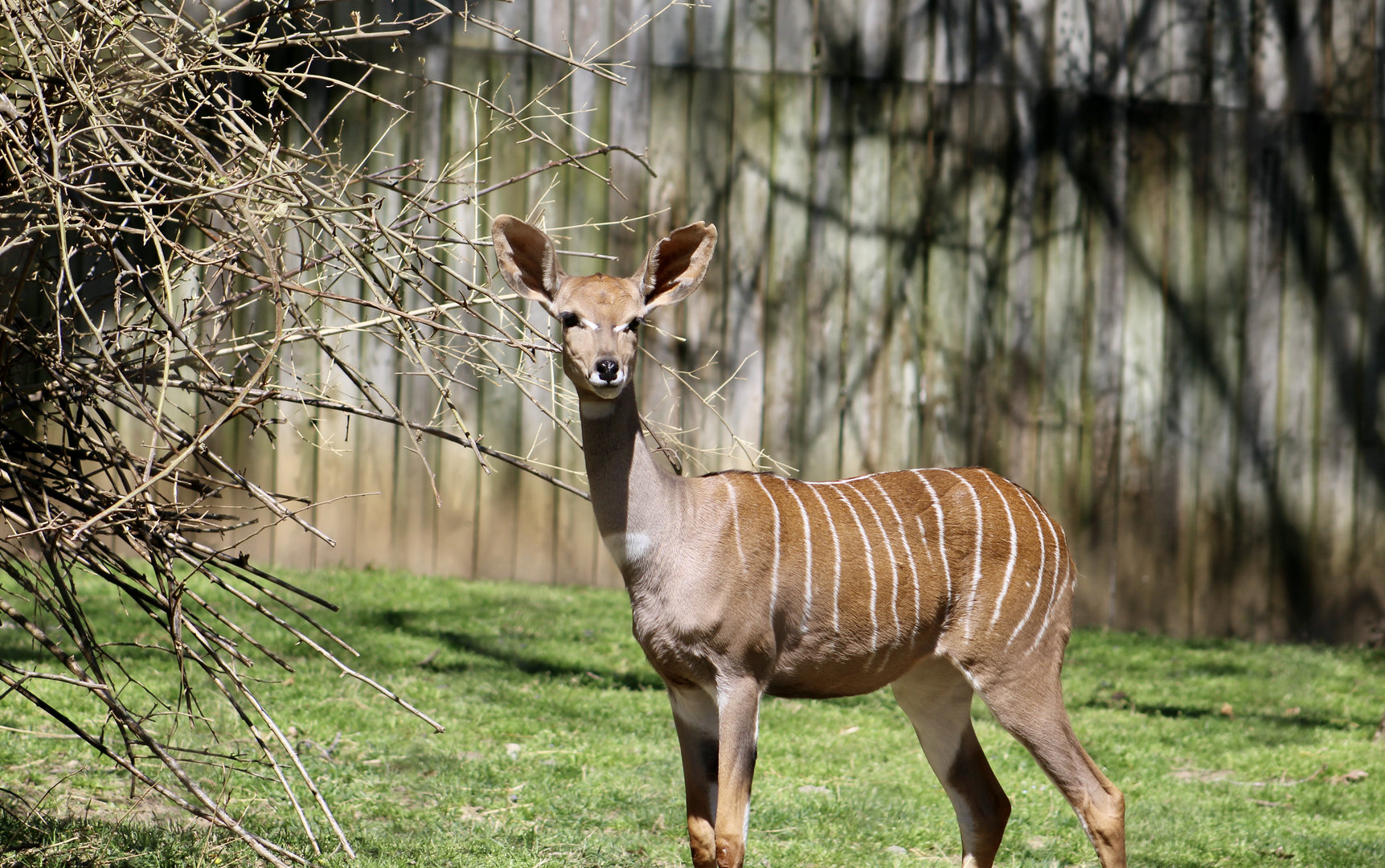 Lesser Kudu (Tragelaphus imberbis)