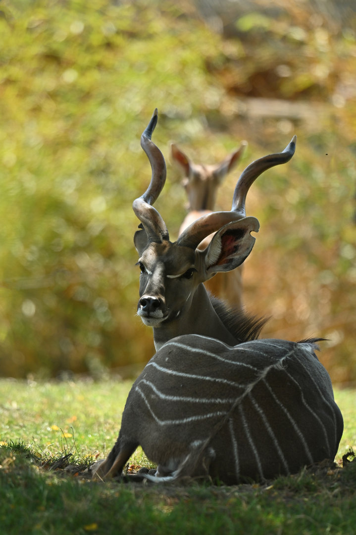 Lesser kudu Tragelaphus imberbis