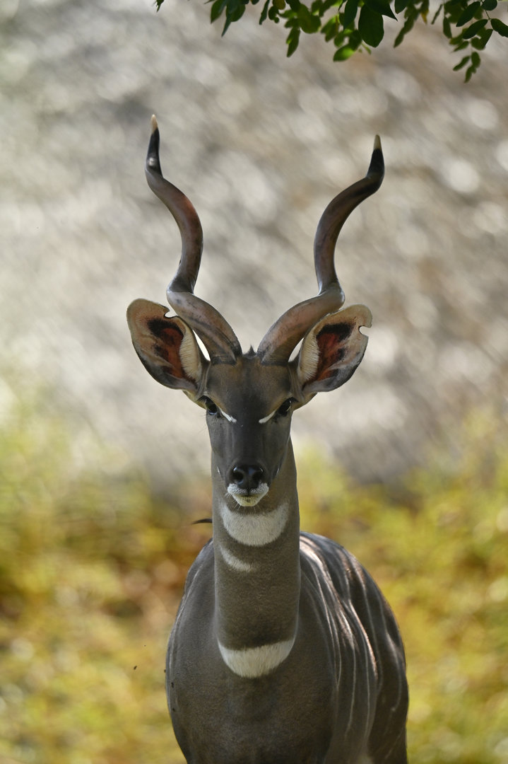Lesser kudu Tragelaphus imberbis